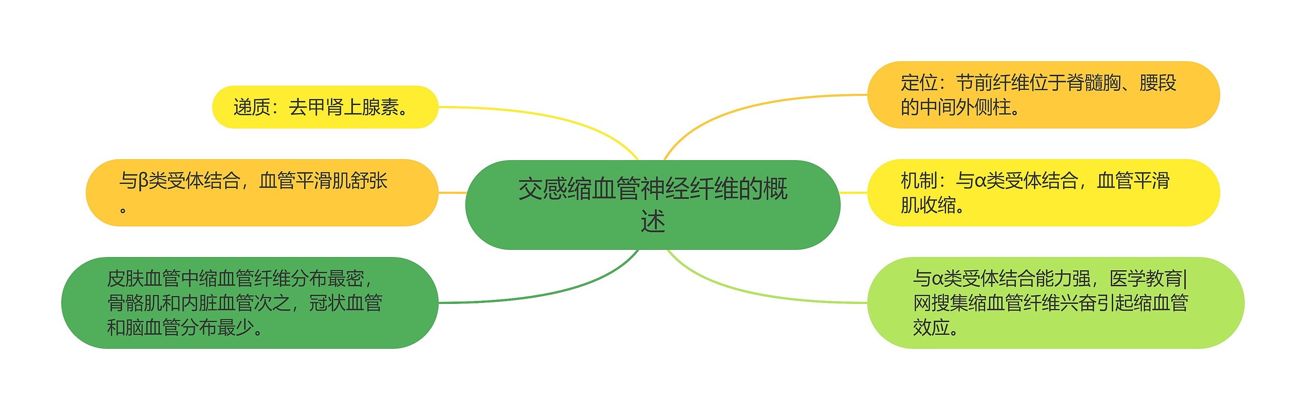 交感缩血管神经纤维的概述 交感缩血管神经纤维的概述