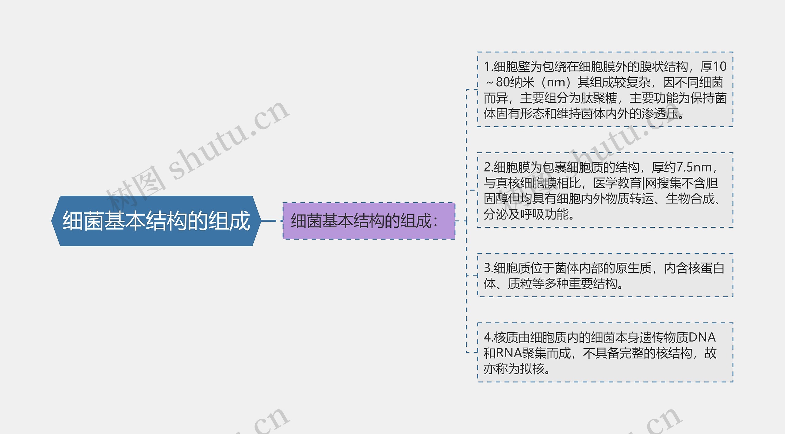 细菌基本结构的组成