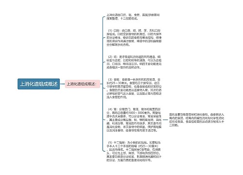 上消化道组成概述