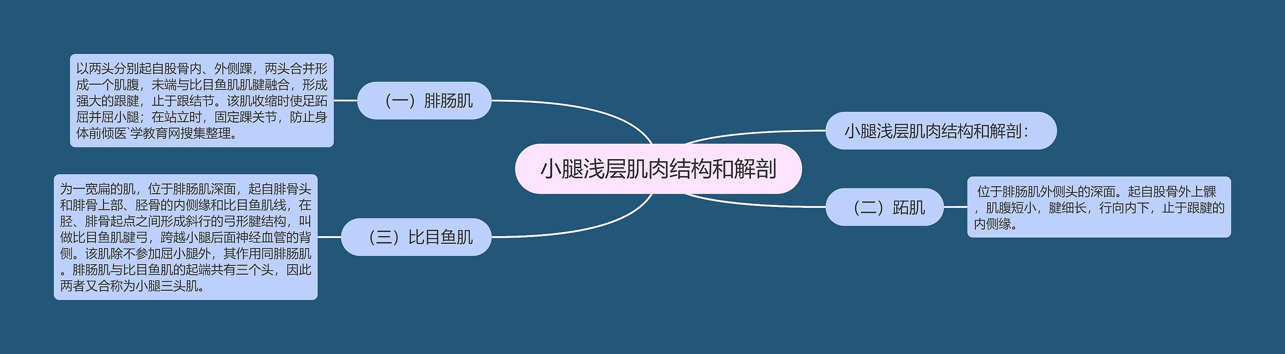 小腿浅层肌肉结构和解剖 小腿浅层肌肉结构和解剖