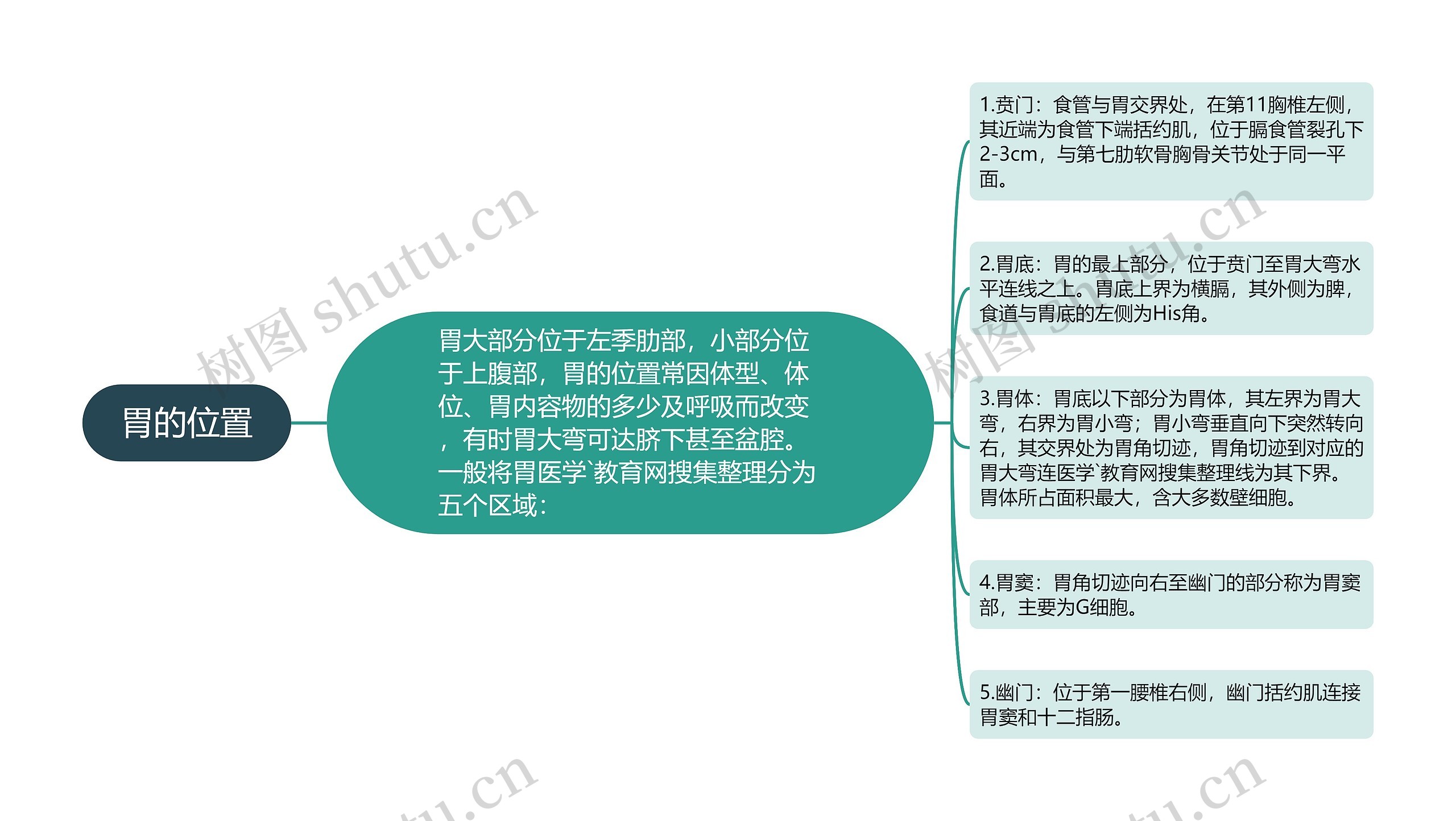 胃的位置 胃的位置