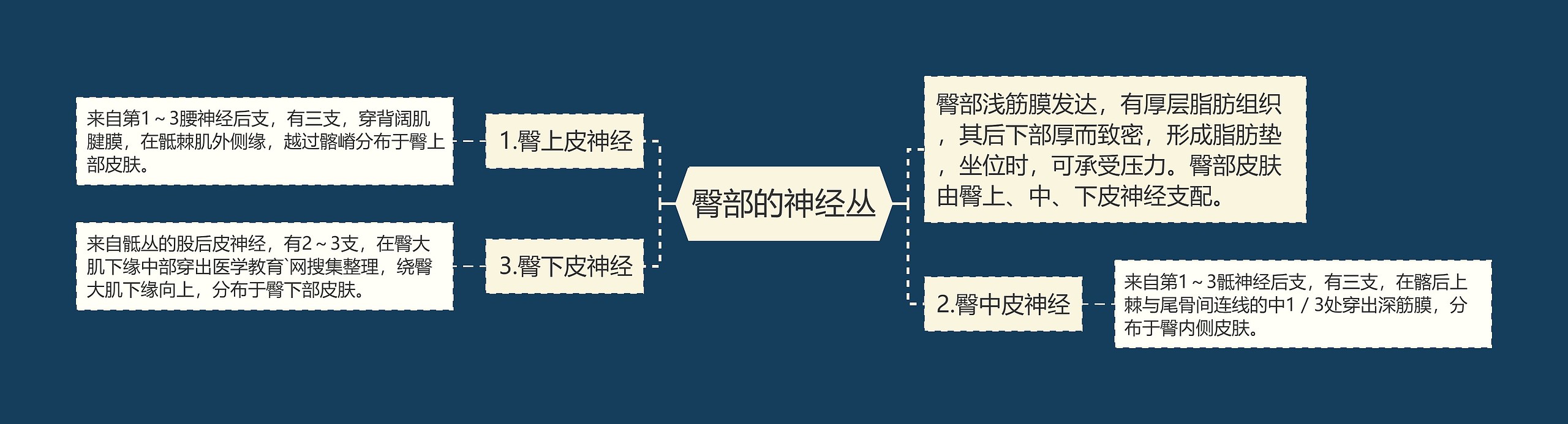 臀部的神经丛思维导图