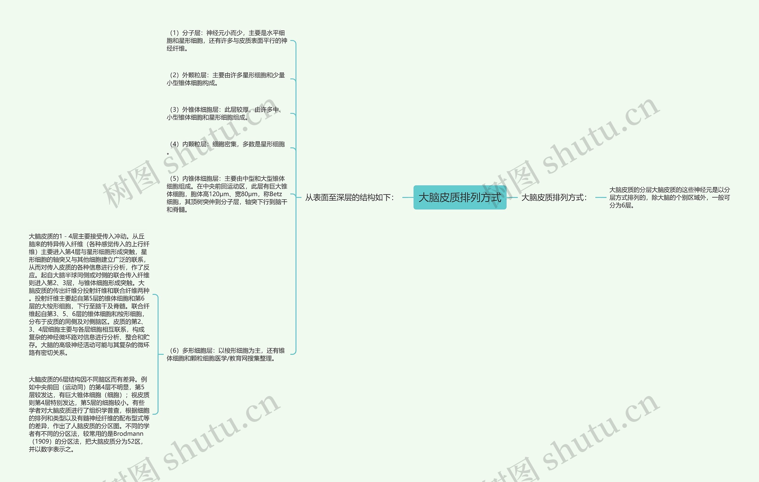 大脑皮质排列方式 大脑皮质排列方式