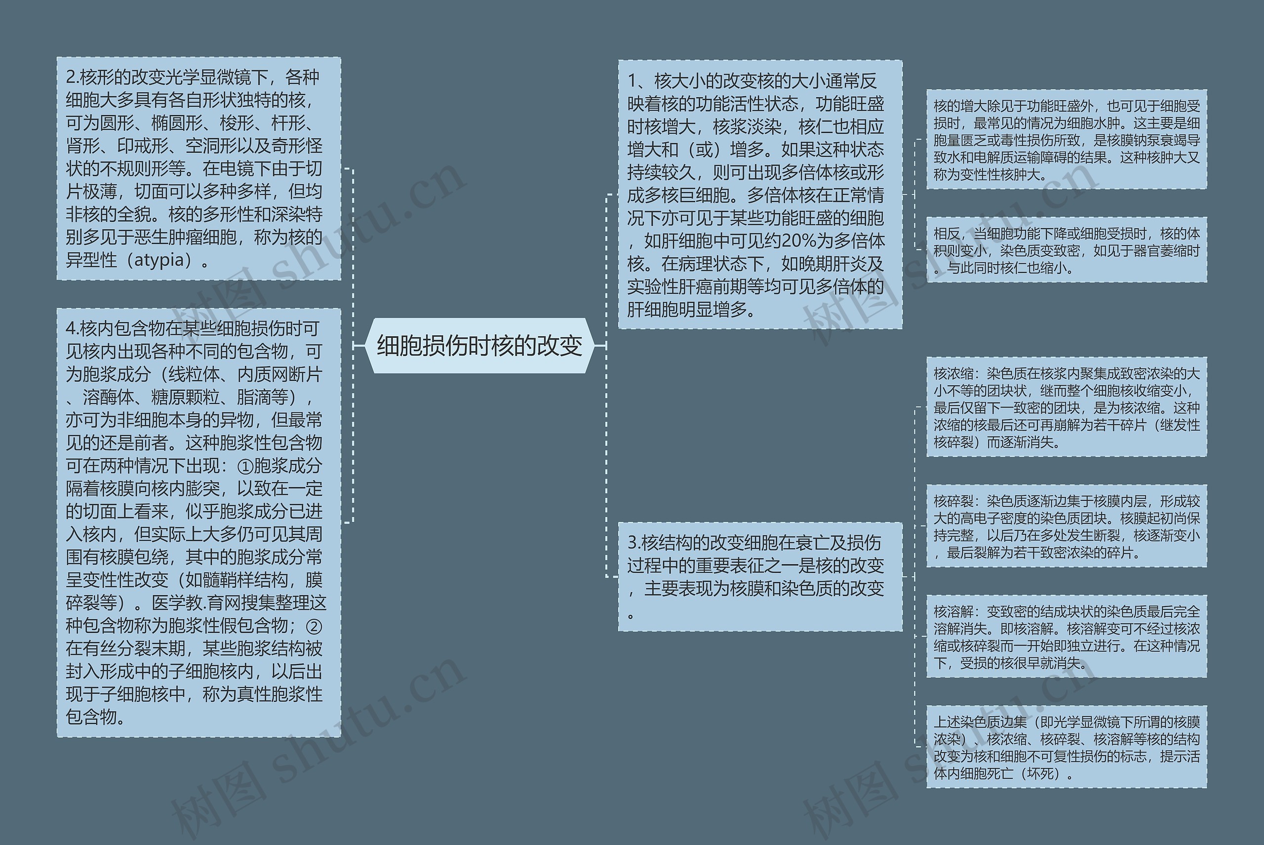 细胞损伤时核的改变思维导图