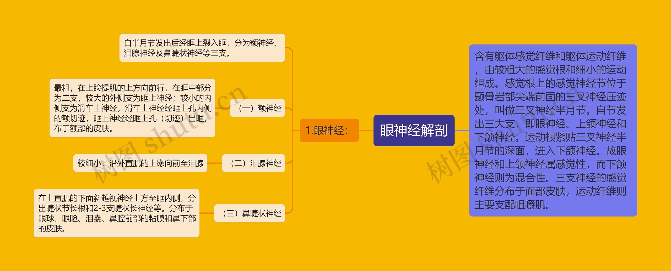 眼神经解剖 眼神经解剖