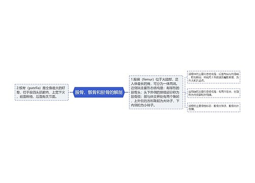 股骨、髌骨和胫骨的解剖