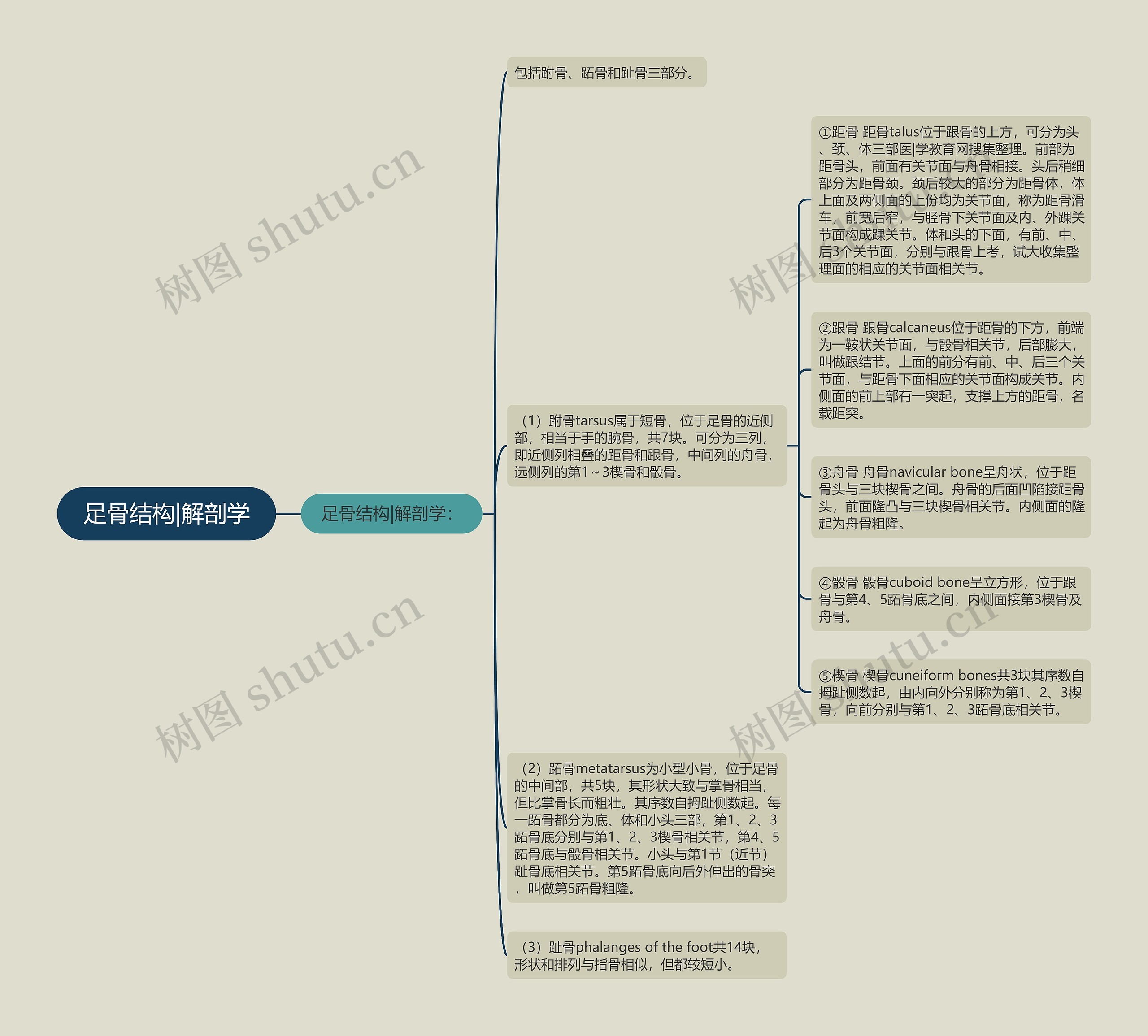 足骨结构|解剖学