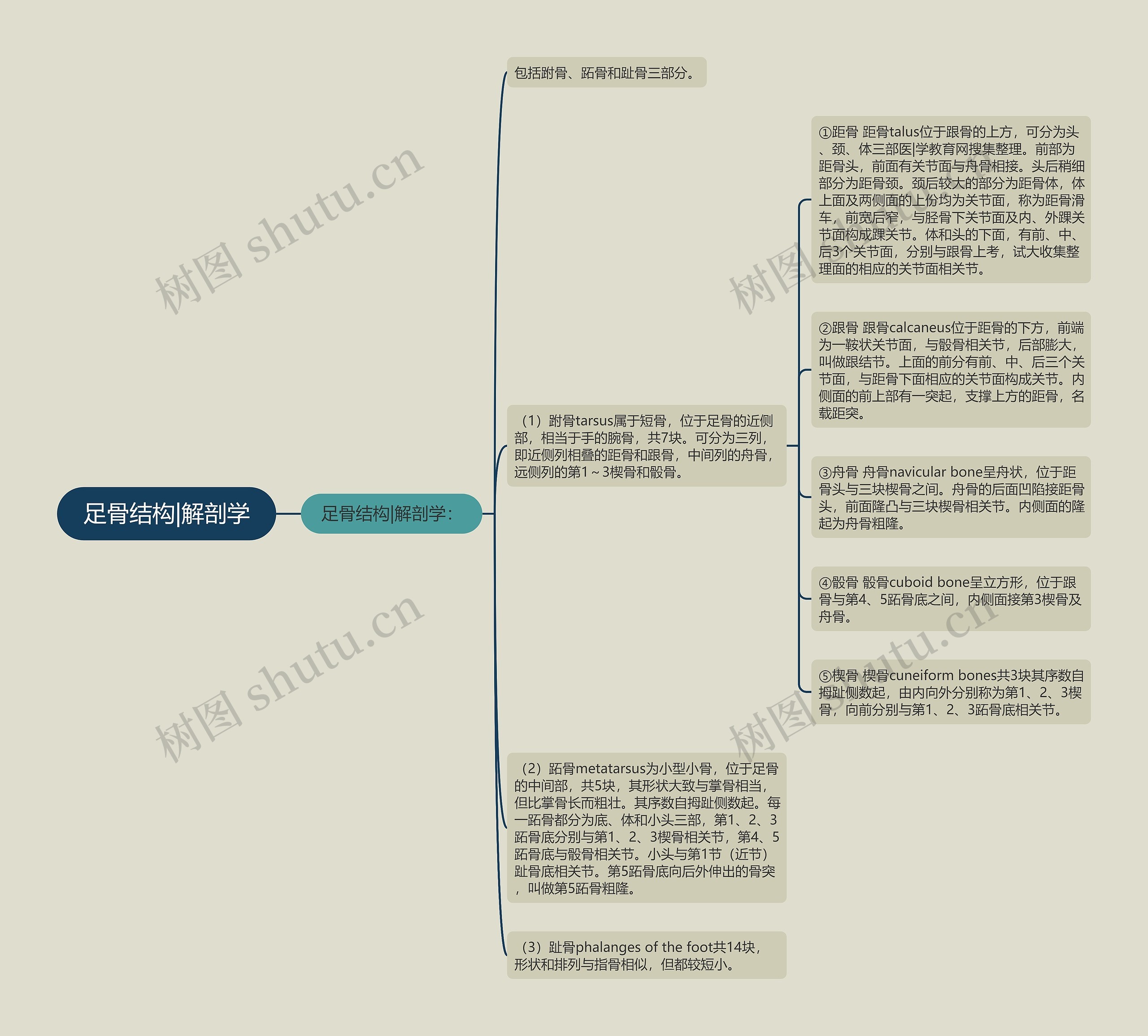 足骨结构|解剖学 足骨结构|解剖学