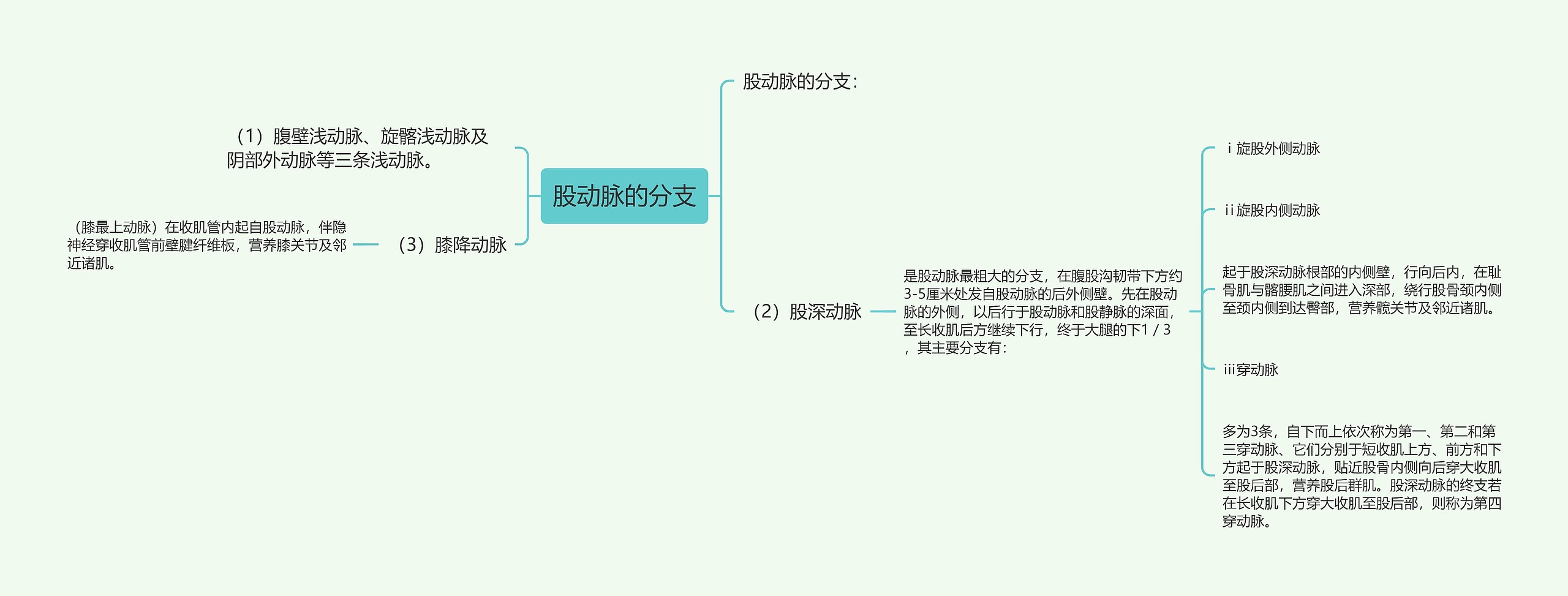 股动脉的分支思维导图