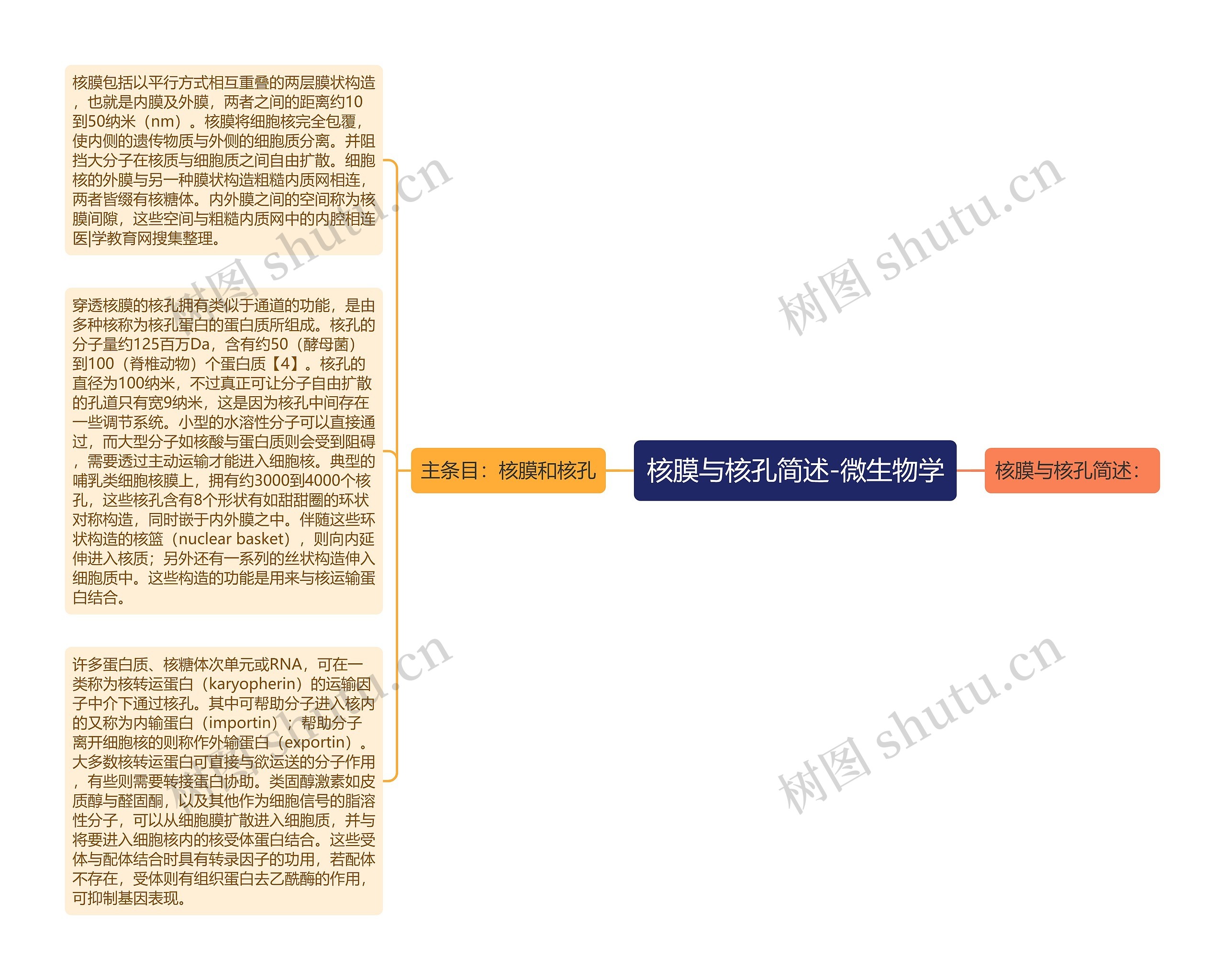 核膜与核孔简述-微生物学