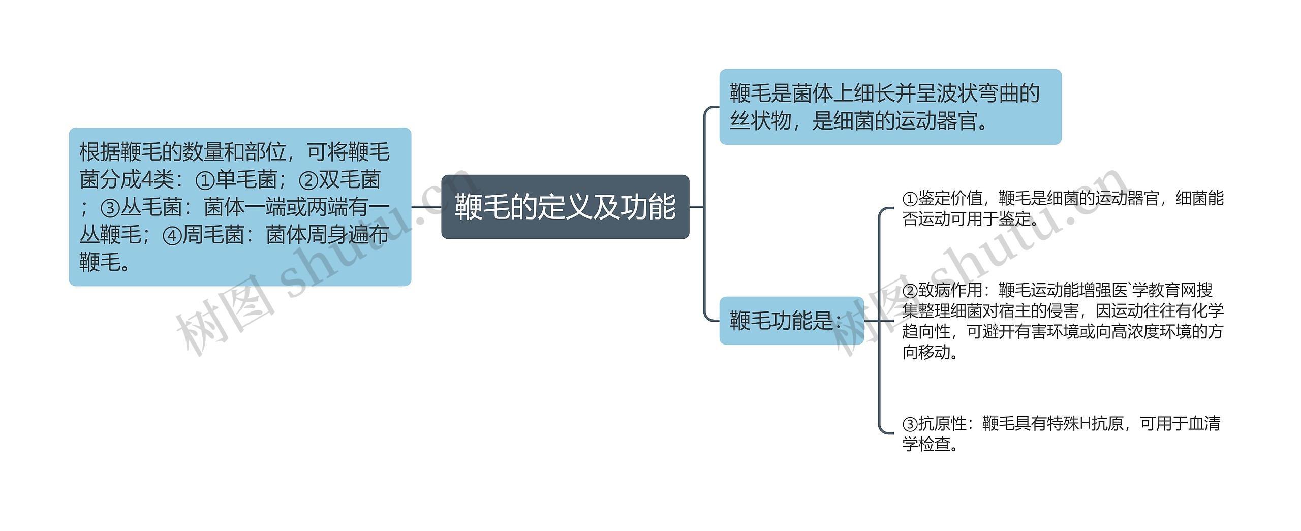 鞭毛的定义及功能思维导图