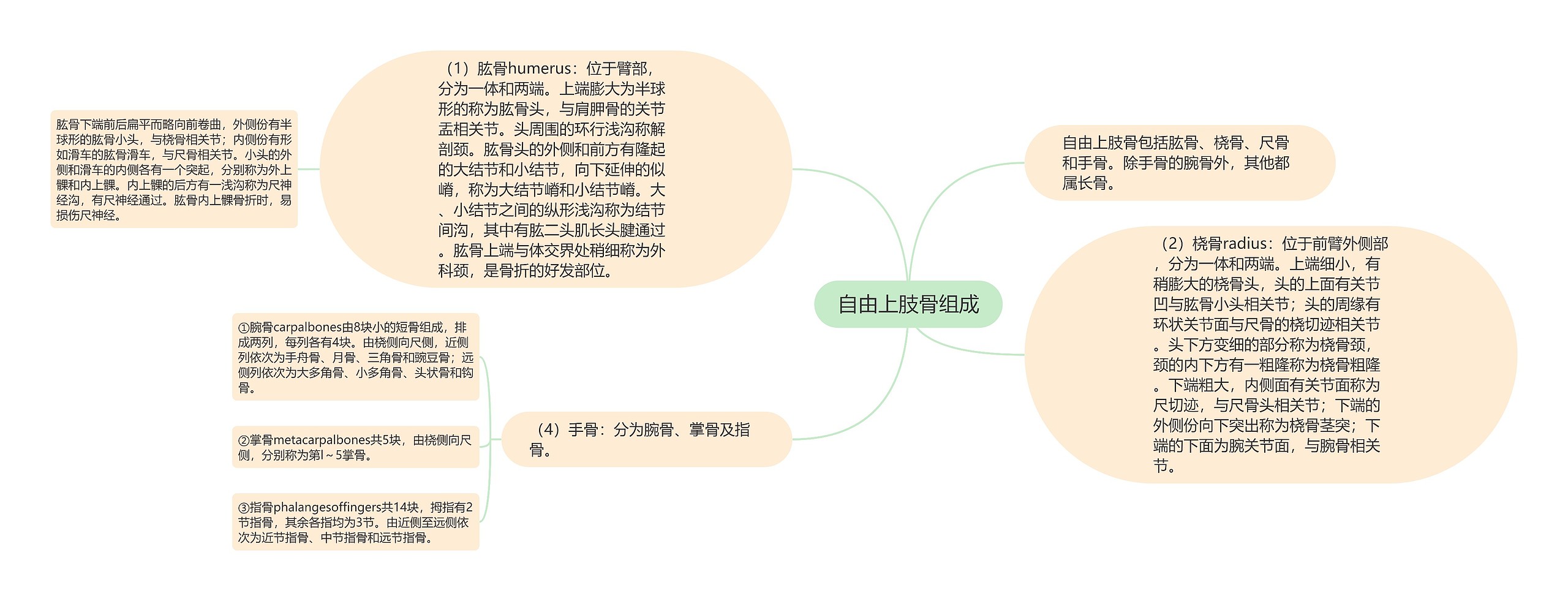 自由上肢骨组成 自由上肢骨组成