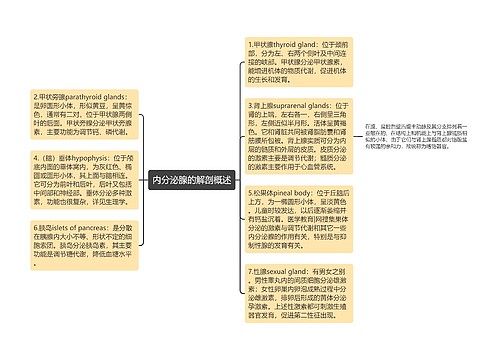 内分泌腺的解剖概述