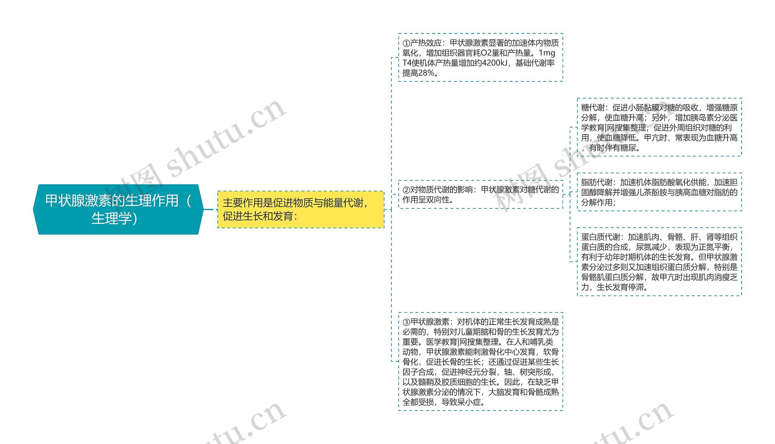 甲状腺激素的生理作用（生理学）思维导图