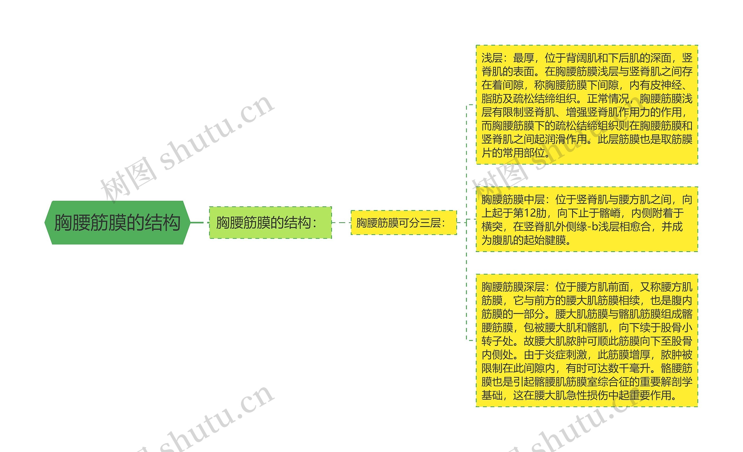 胸腰筋膜的结构思维导图