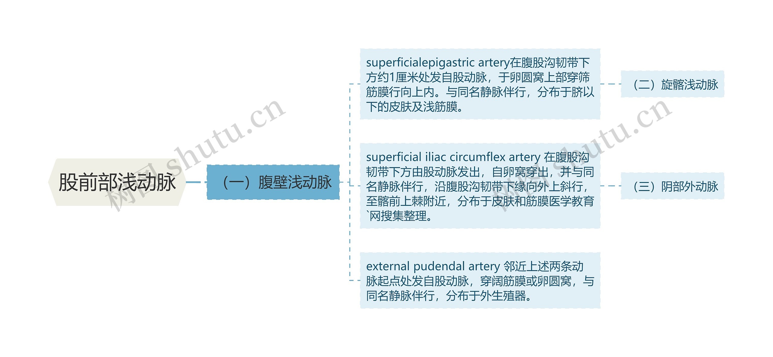 股前部浅动脉思维导图