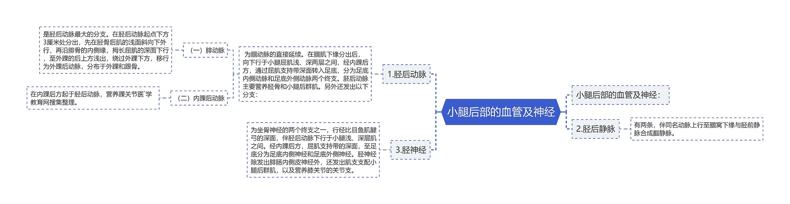 小腿后部的血管及神经思维导图