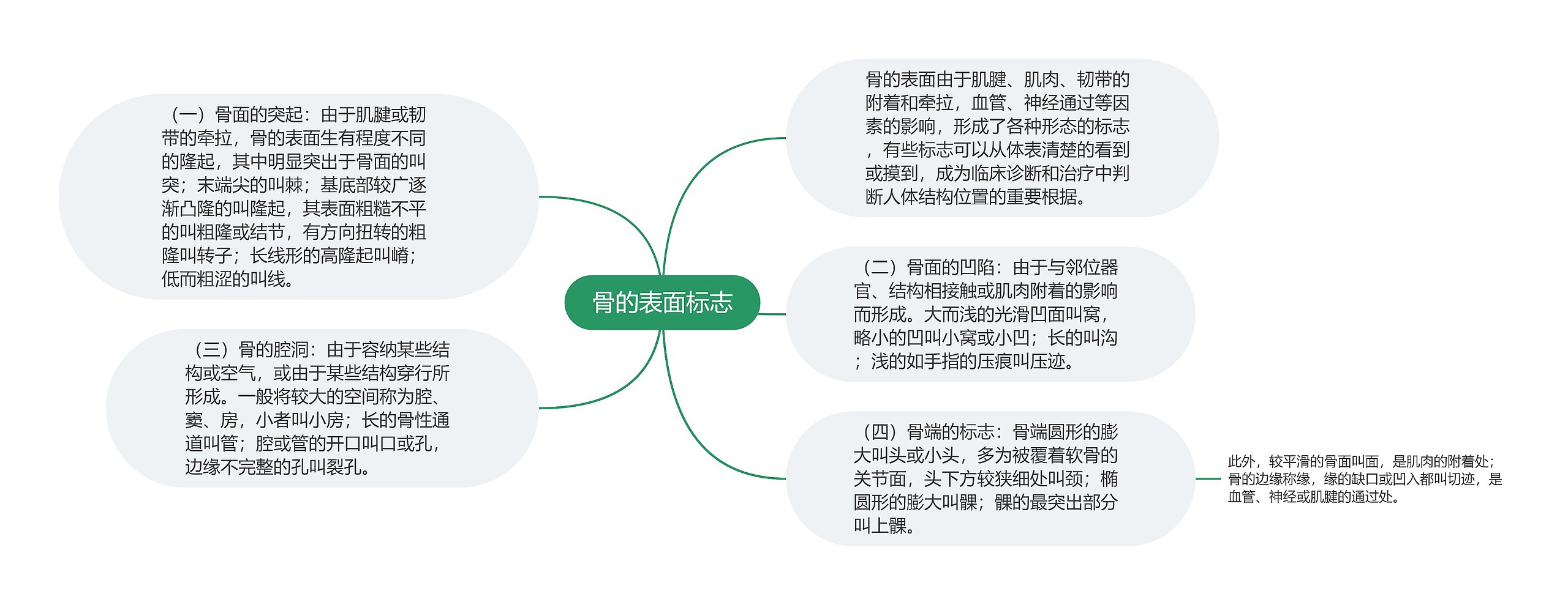 骨的表面标志思维导图