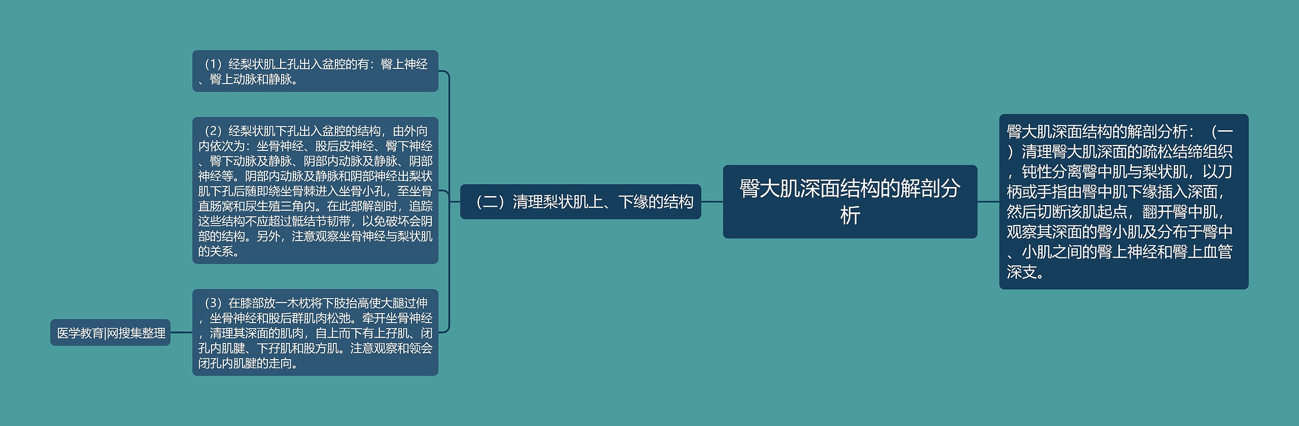 臀大肌深面结构的解剖分析
