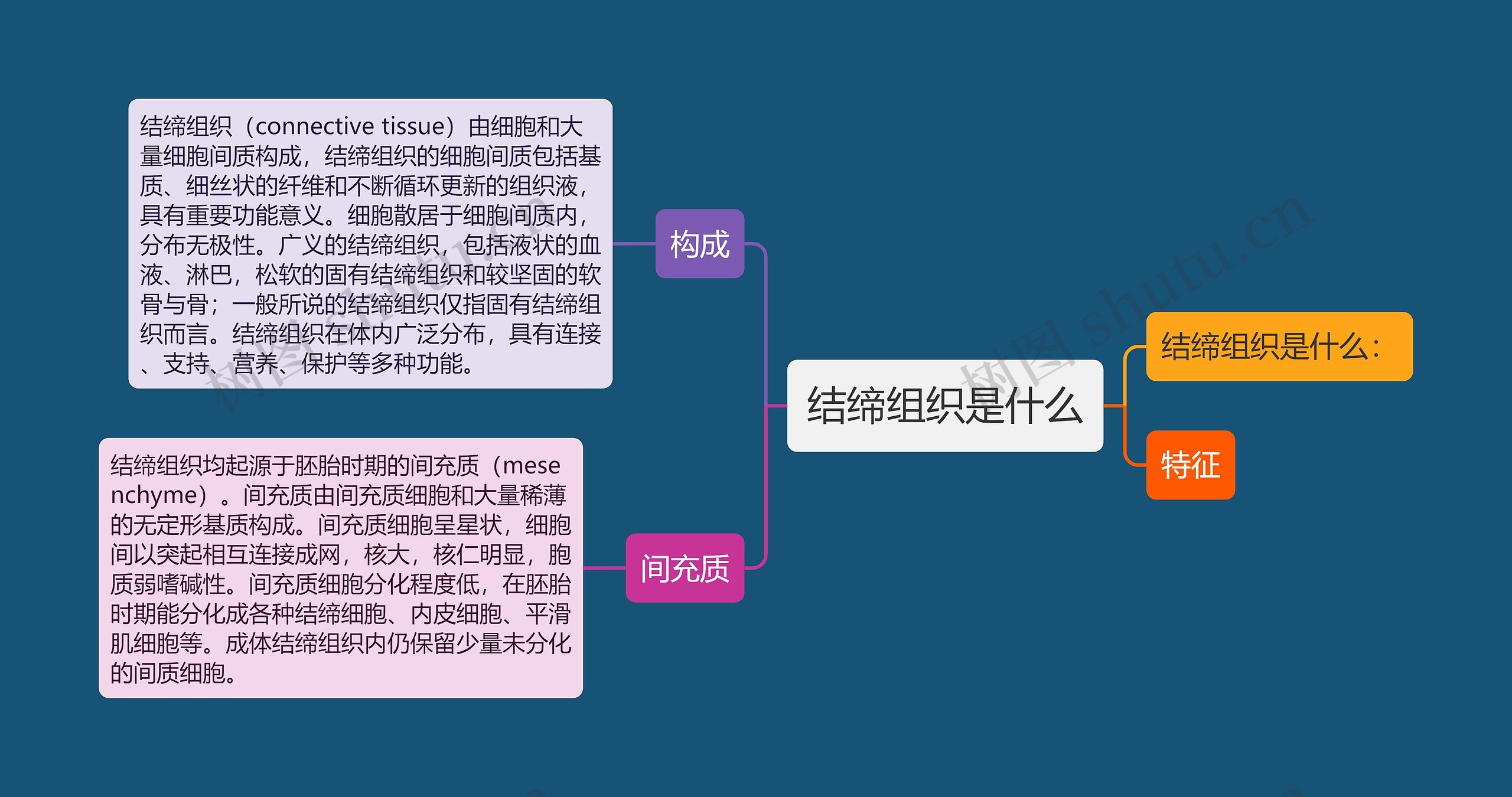 结缔组织是什么