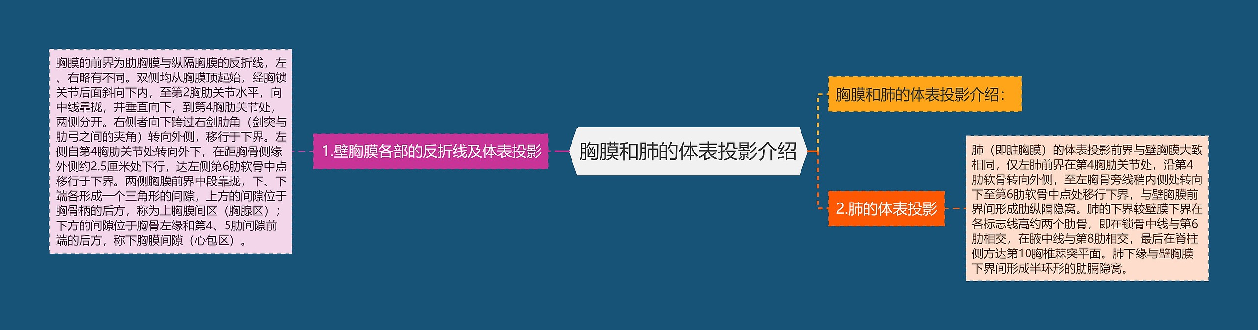 胸膜和肺的体表投影介绍