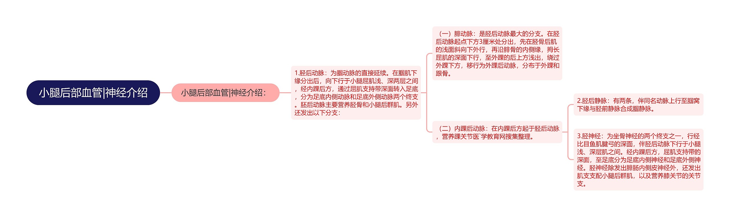 小腿后部血管|神经介绍思维导图