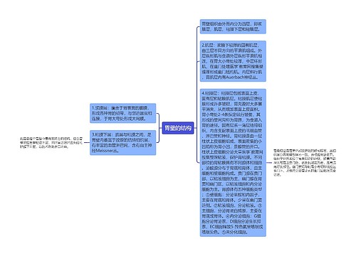 胃壁的结构