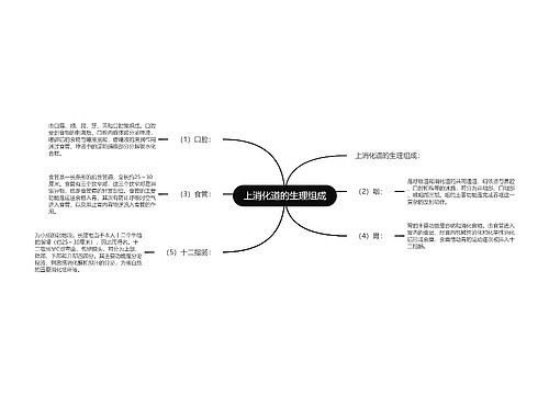 上消化道的生理组成