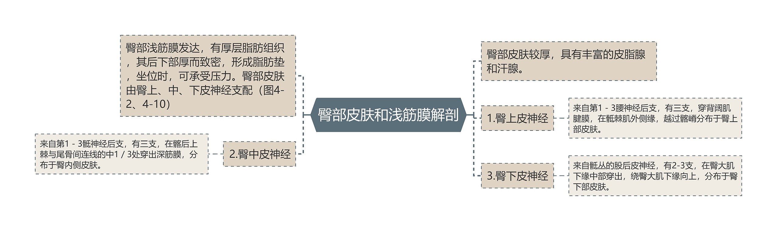 臀部皮肤和浅筋膜解剖思维导图