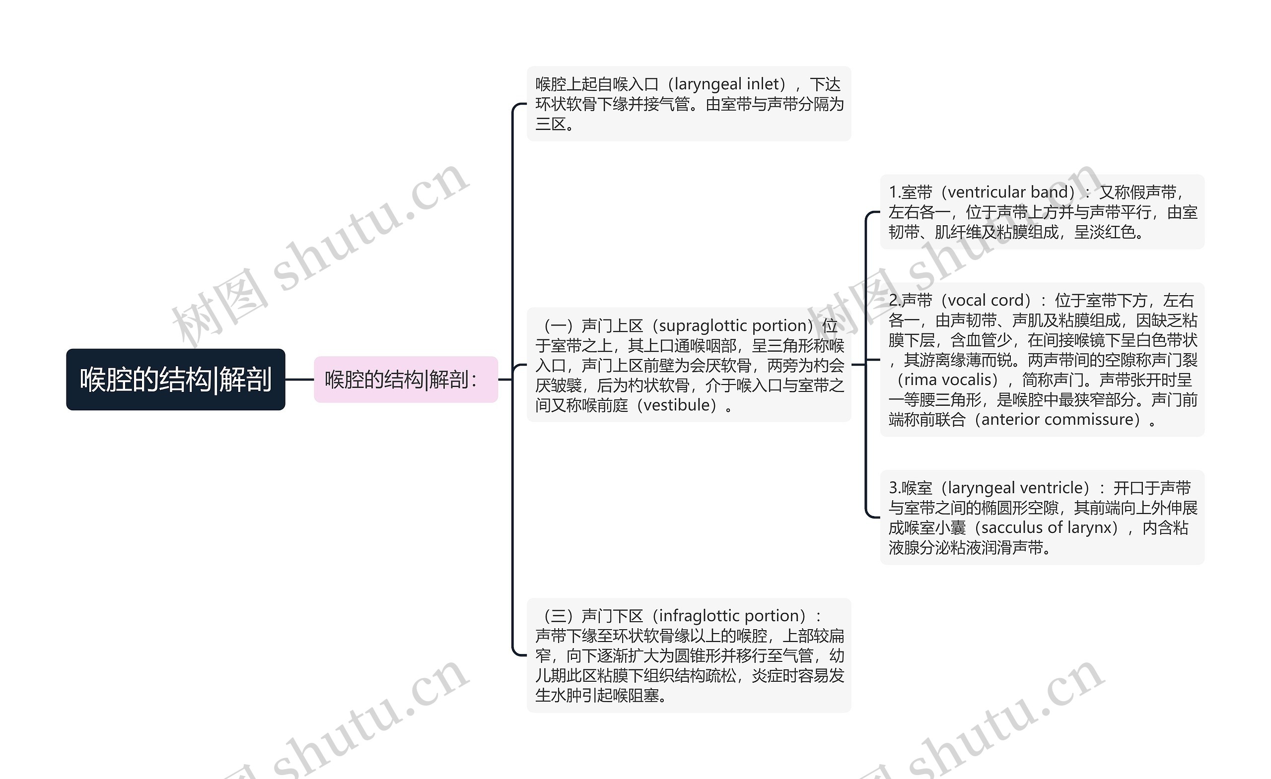 喉腔的结构|解剖