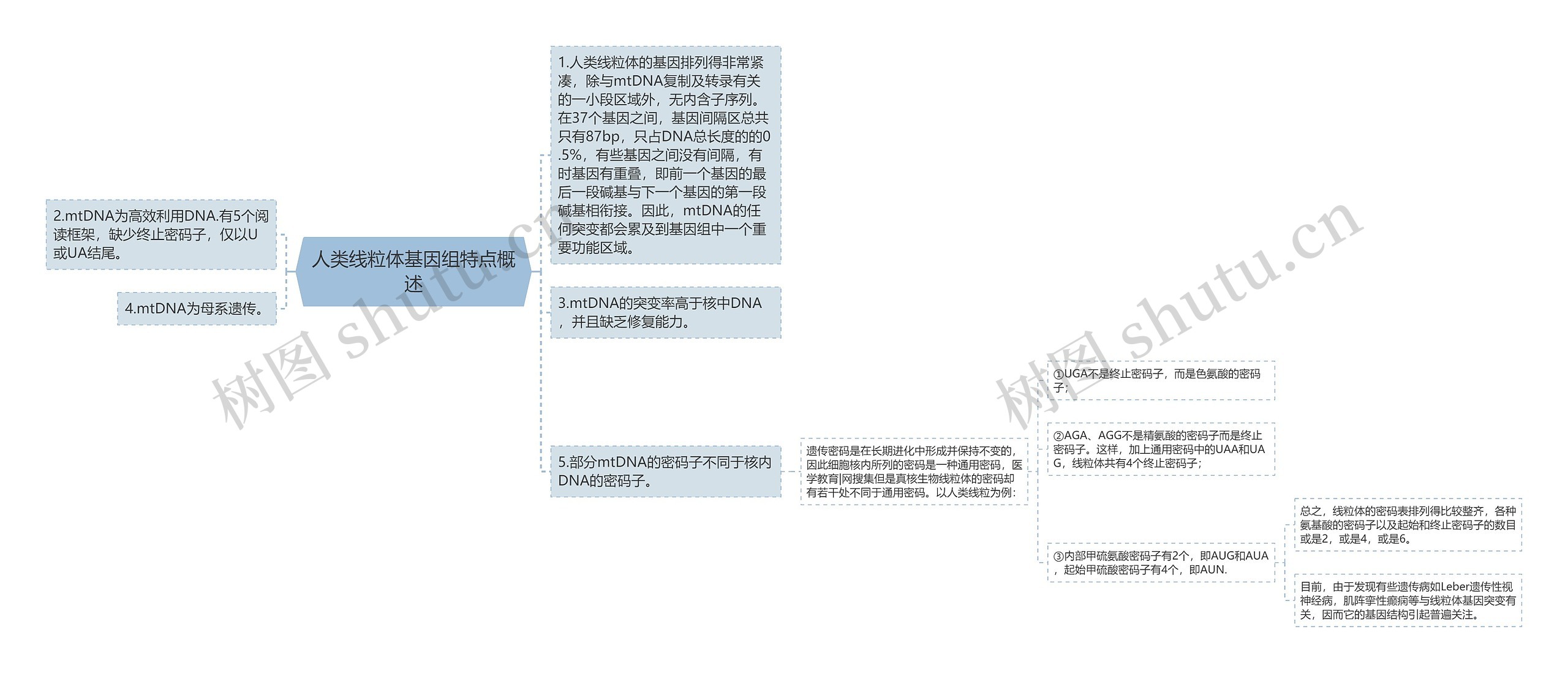 人类线粒体基因组特点概述 人类线粒体基因组特点概述