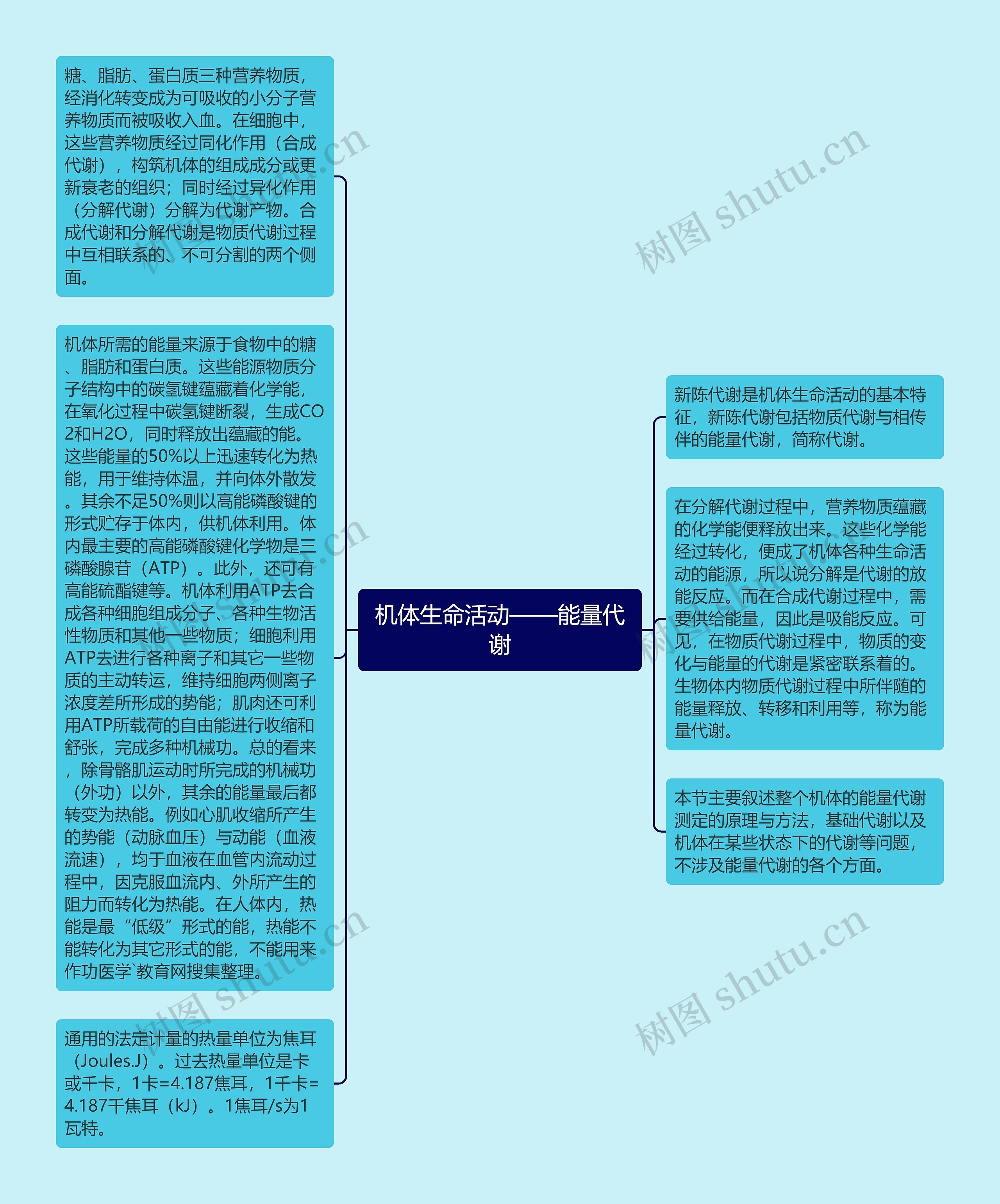 机体生命活动——能量代谢思维导图