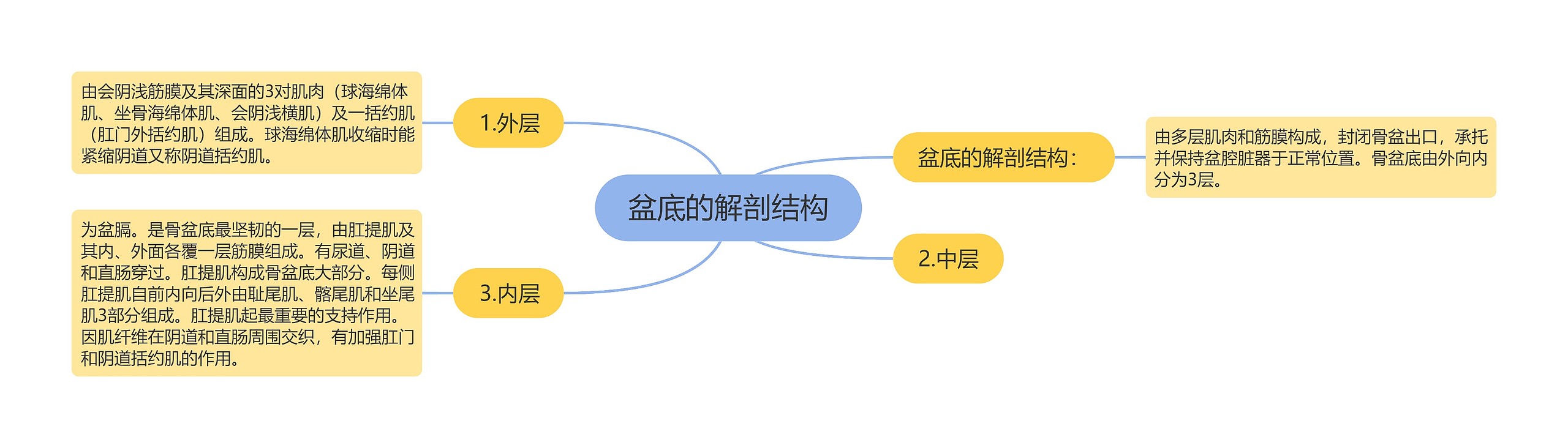 盆底的解剖结构思维导图