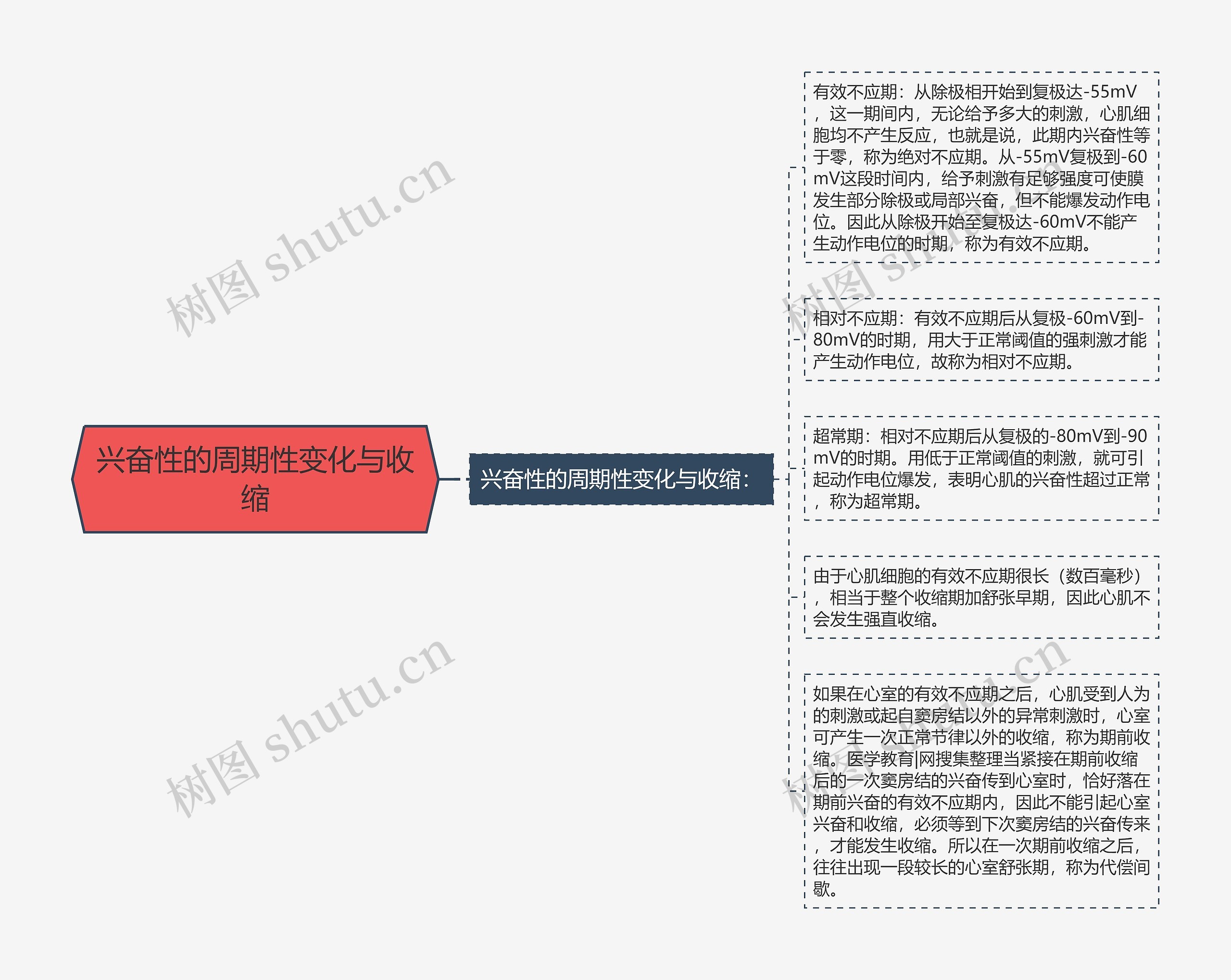 兴奋性的周期性变化与收缩思维导图