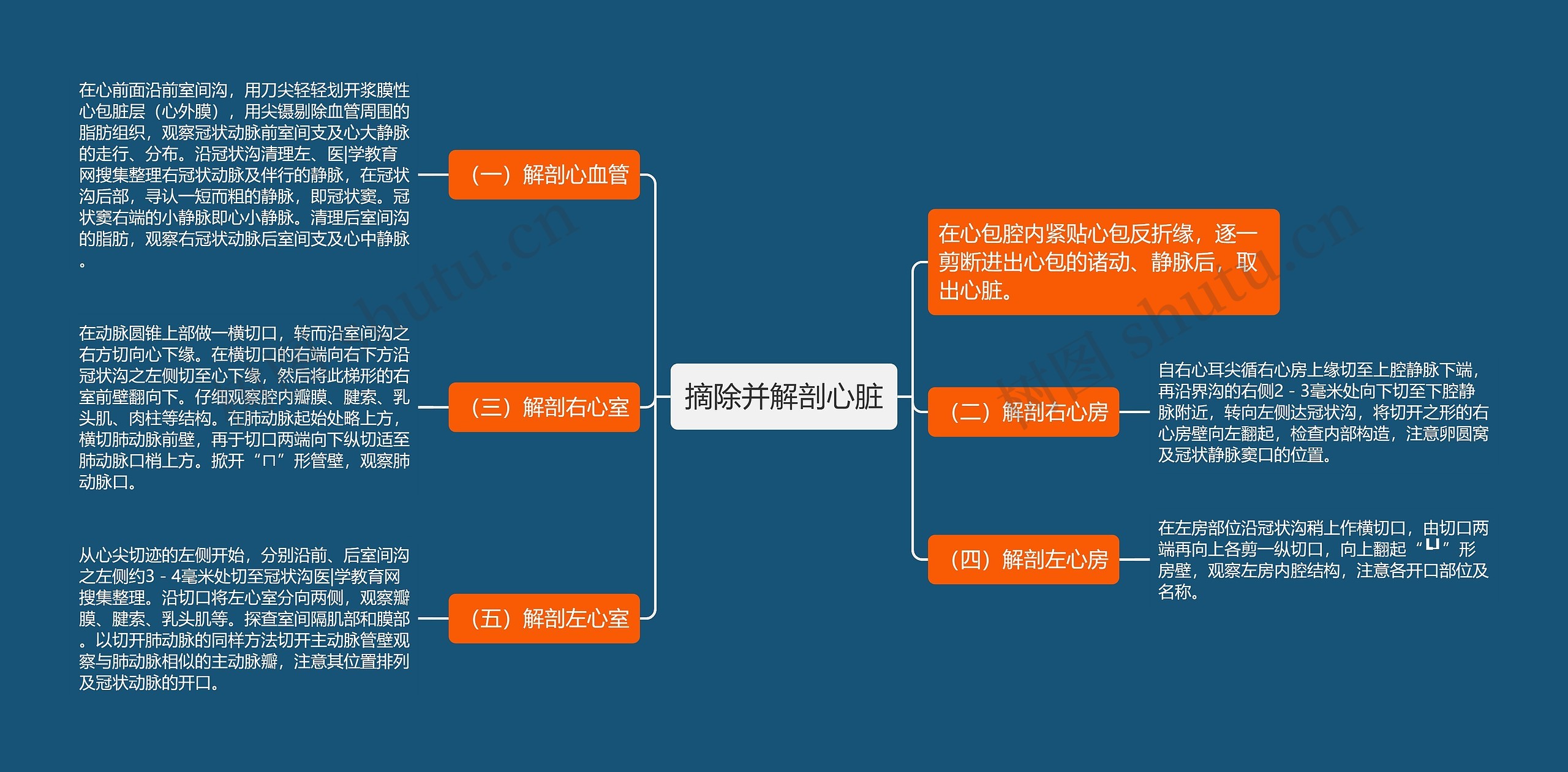 摘除并解剖心脏思维导图