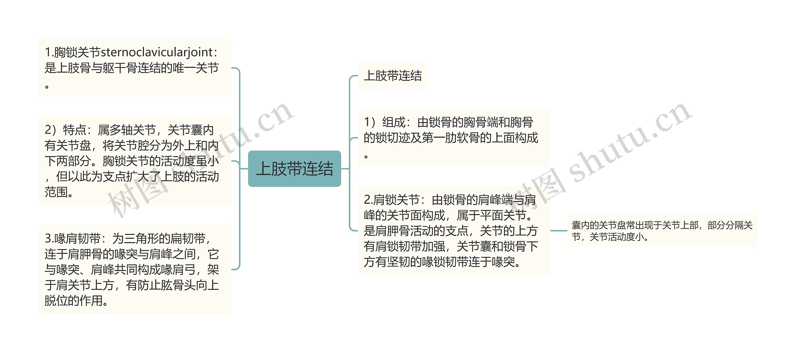 上肢带连结思维导图