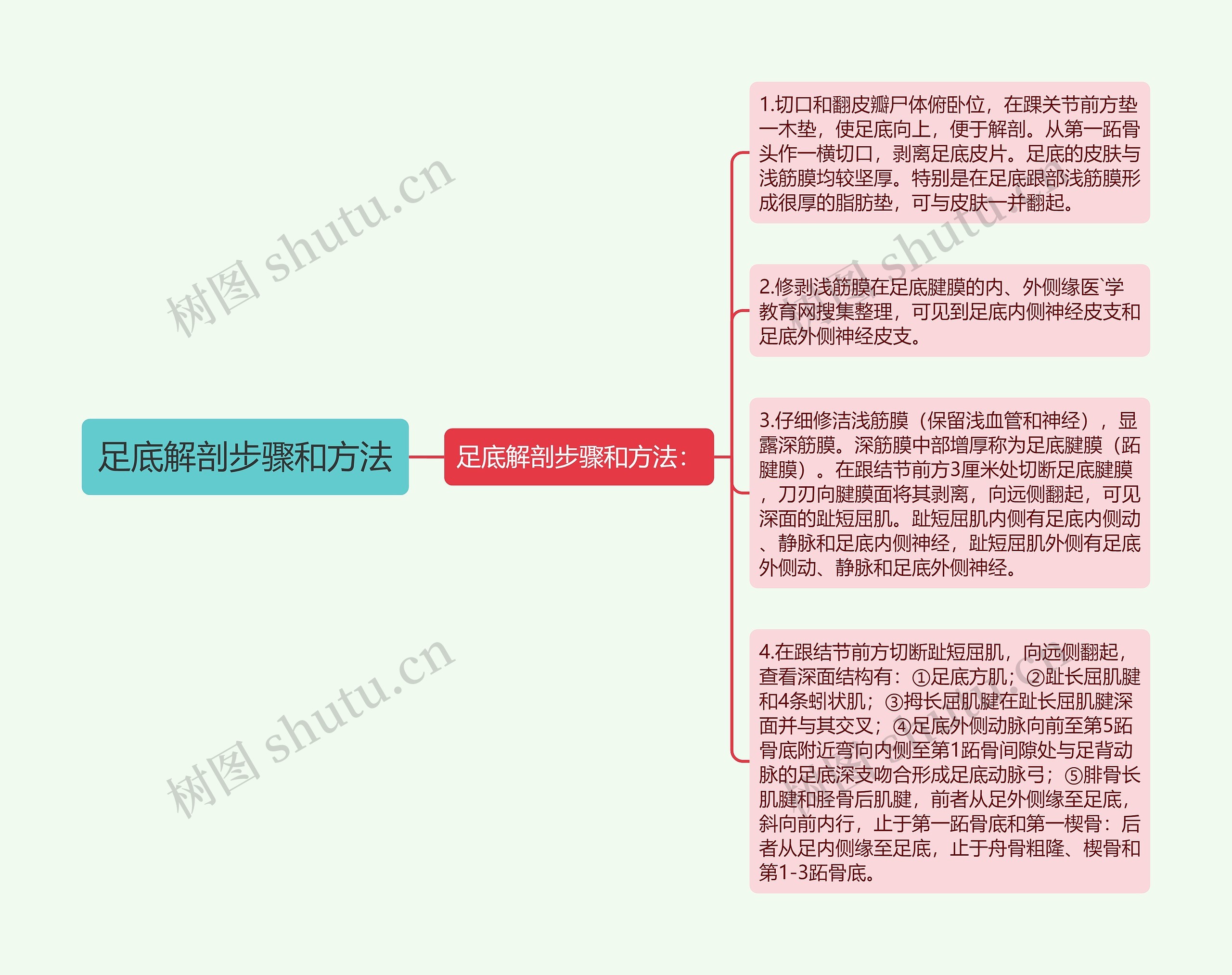 足底解剖步骤和方法思维导图