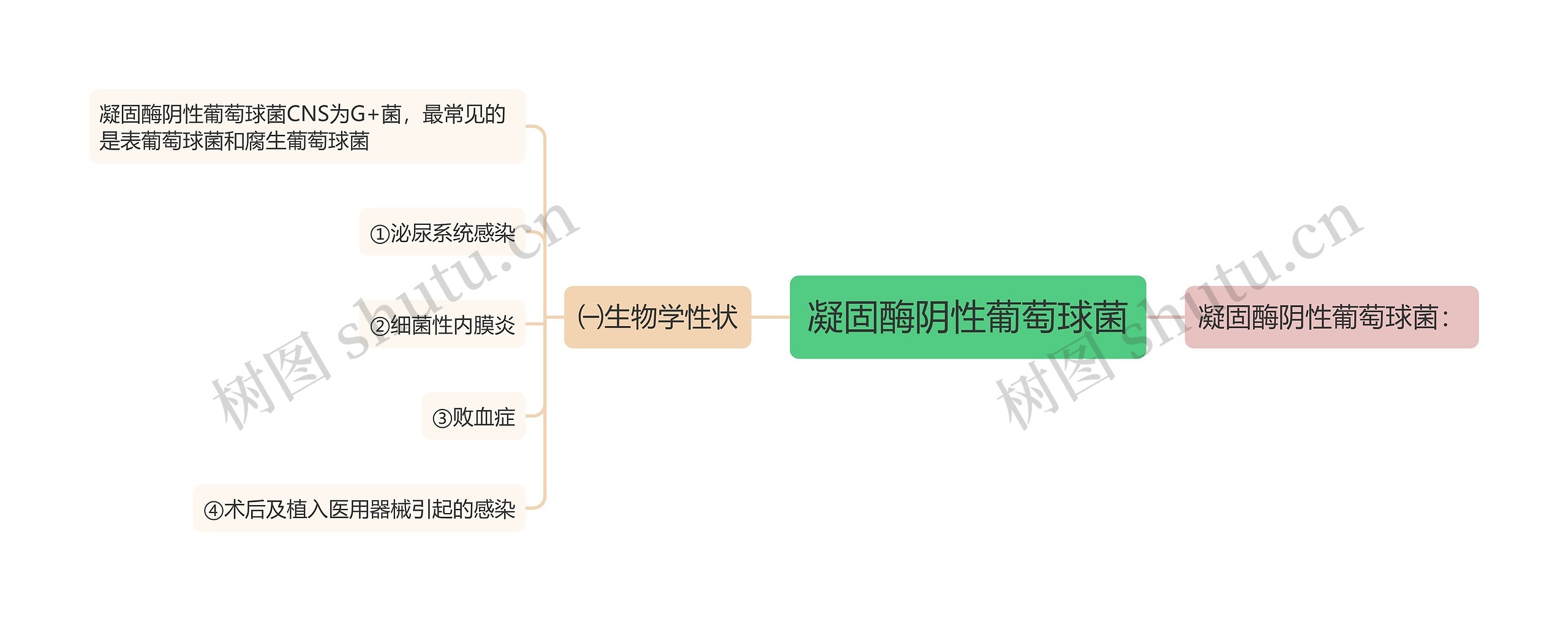 凝固酶阴性葡萄球菌思维导图