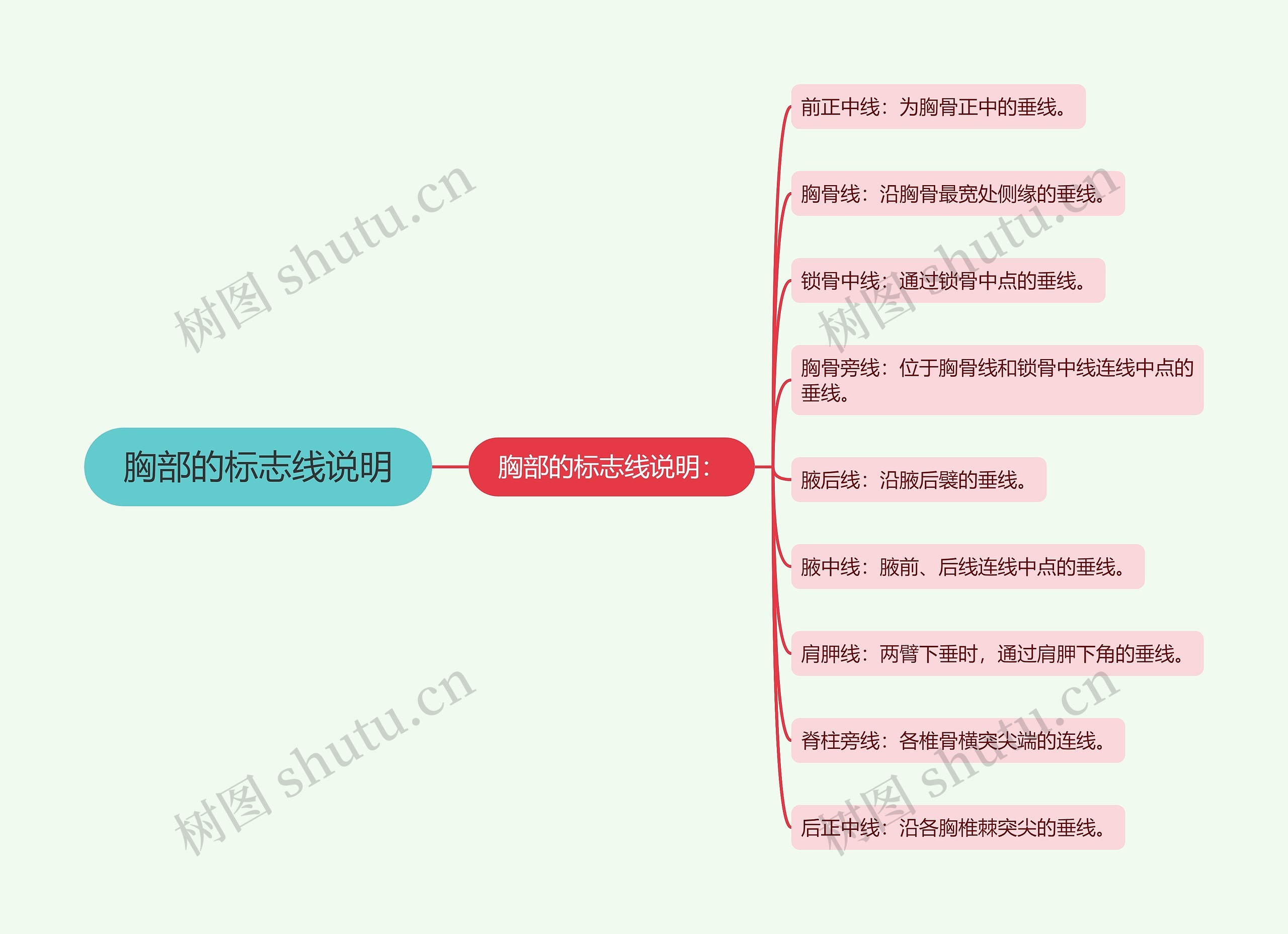 胸部的标志线说明思维导图