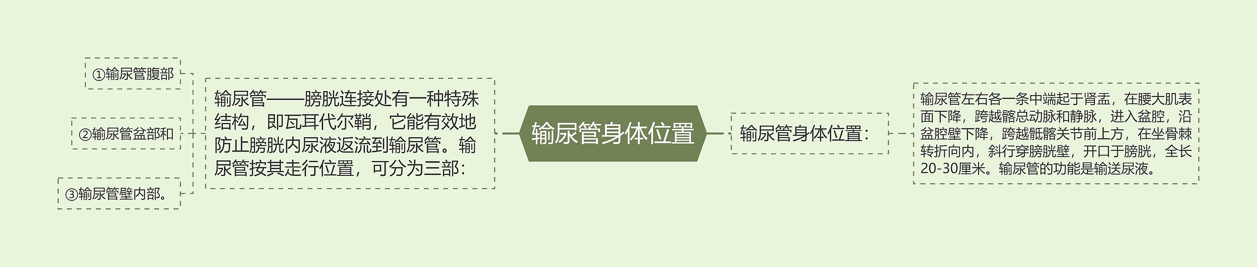 输尿管身体位置思维导图高清图 输尿管身体位置思维导图