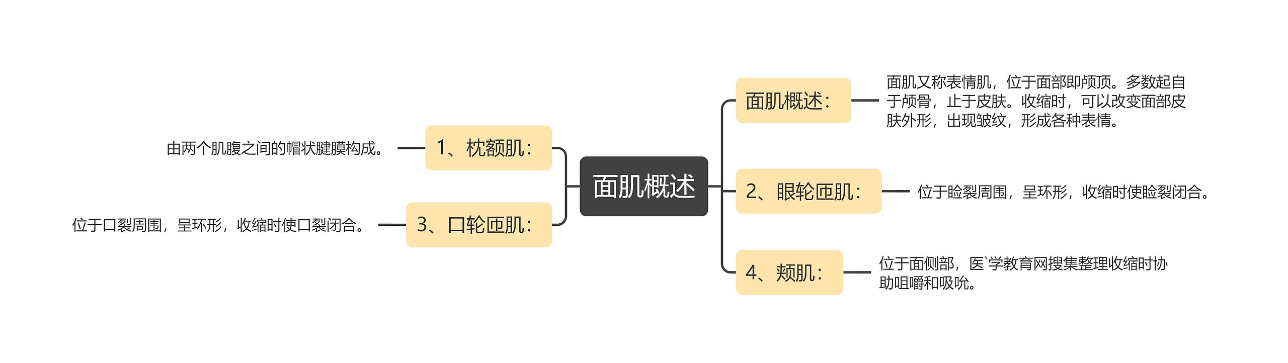 面肌概述思维导图