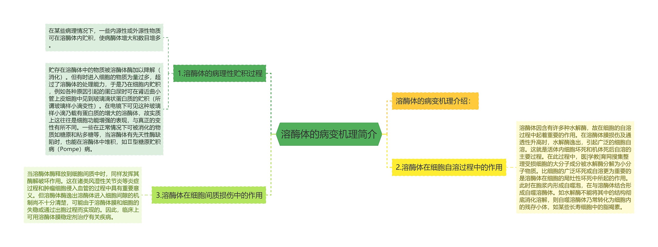 溶酶体的病变机理简介