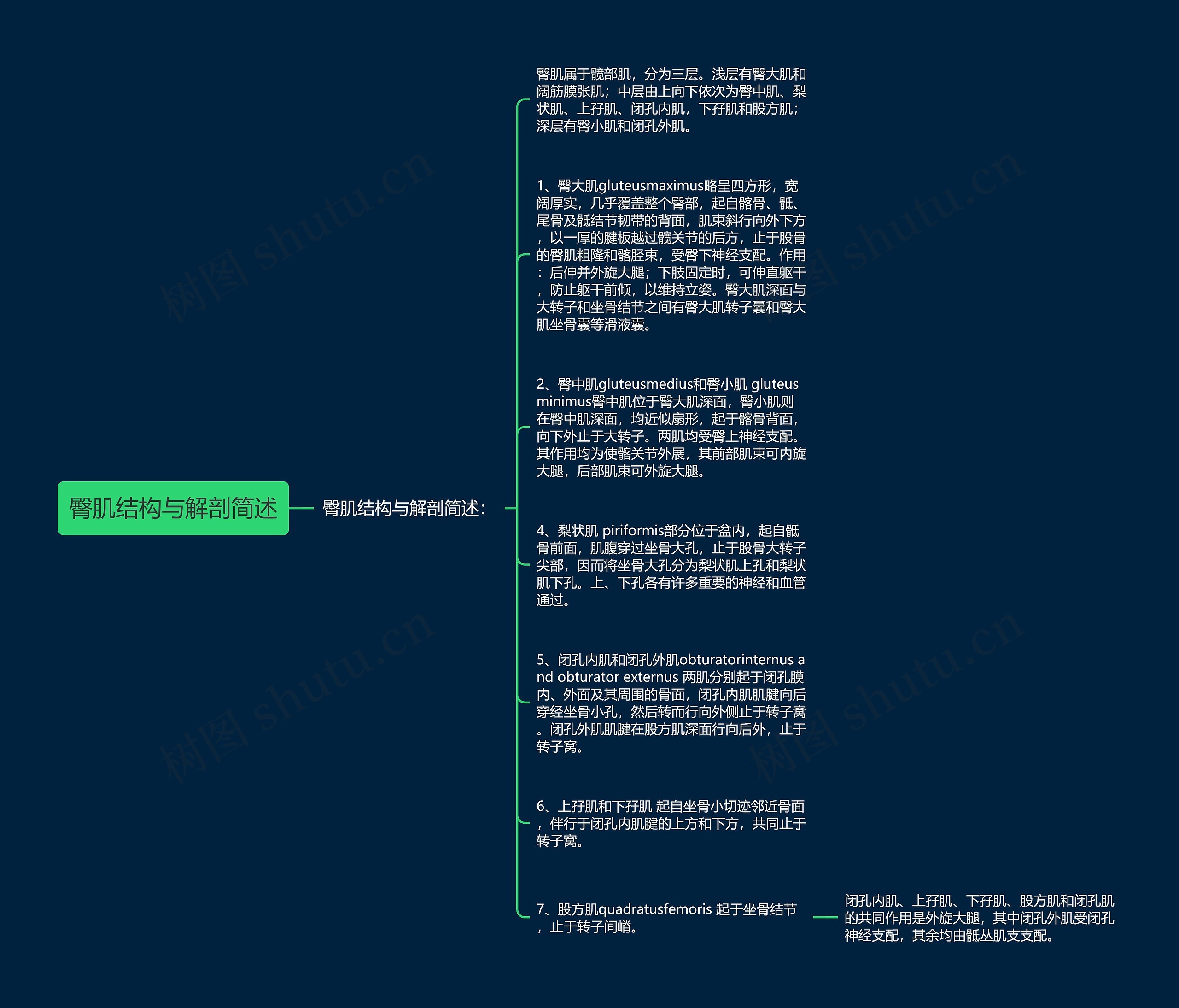 臀肌结构与解剖简述思维导图