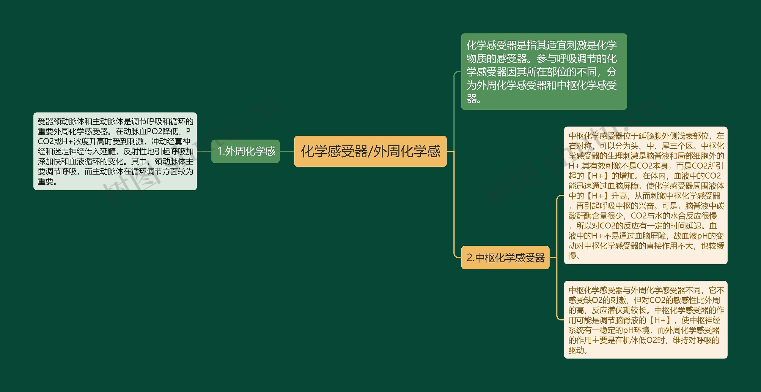 化学感受器/外周化学感