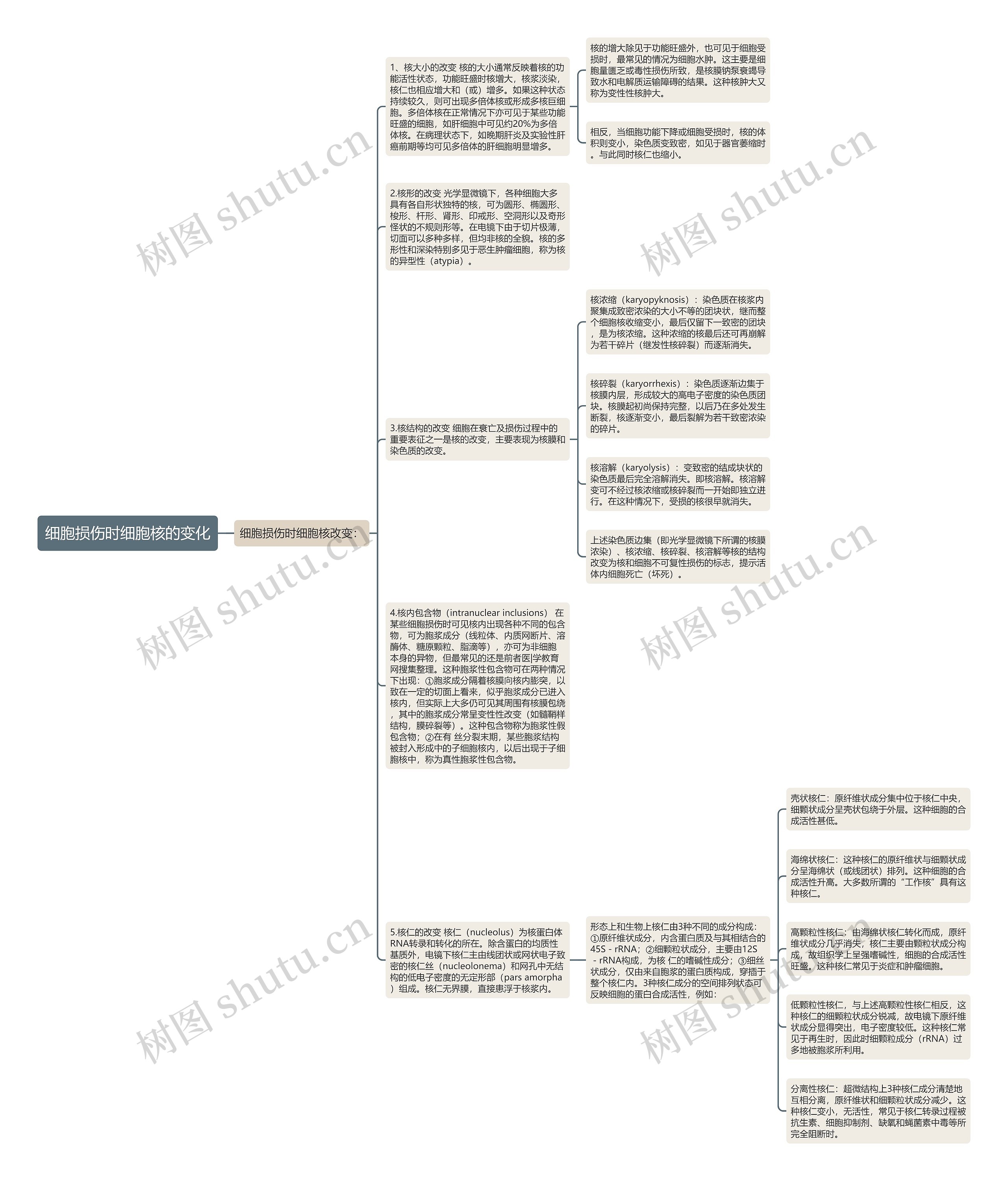 细胞损伤时细胞核的变化思维导图