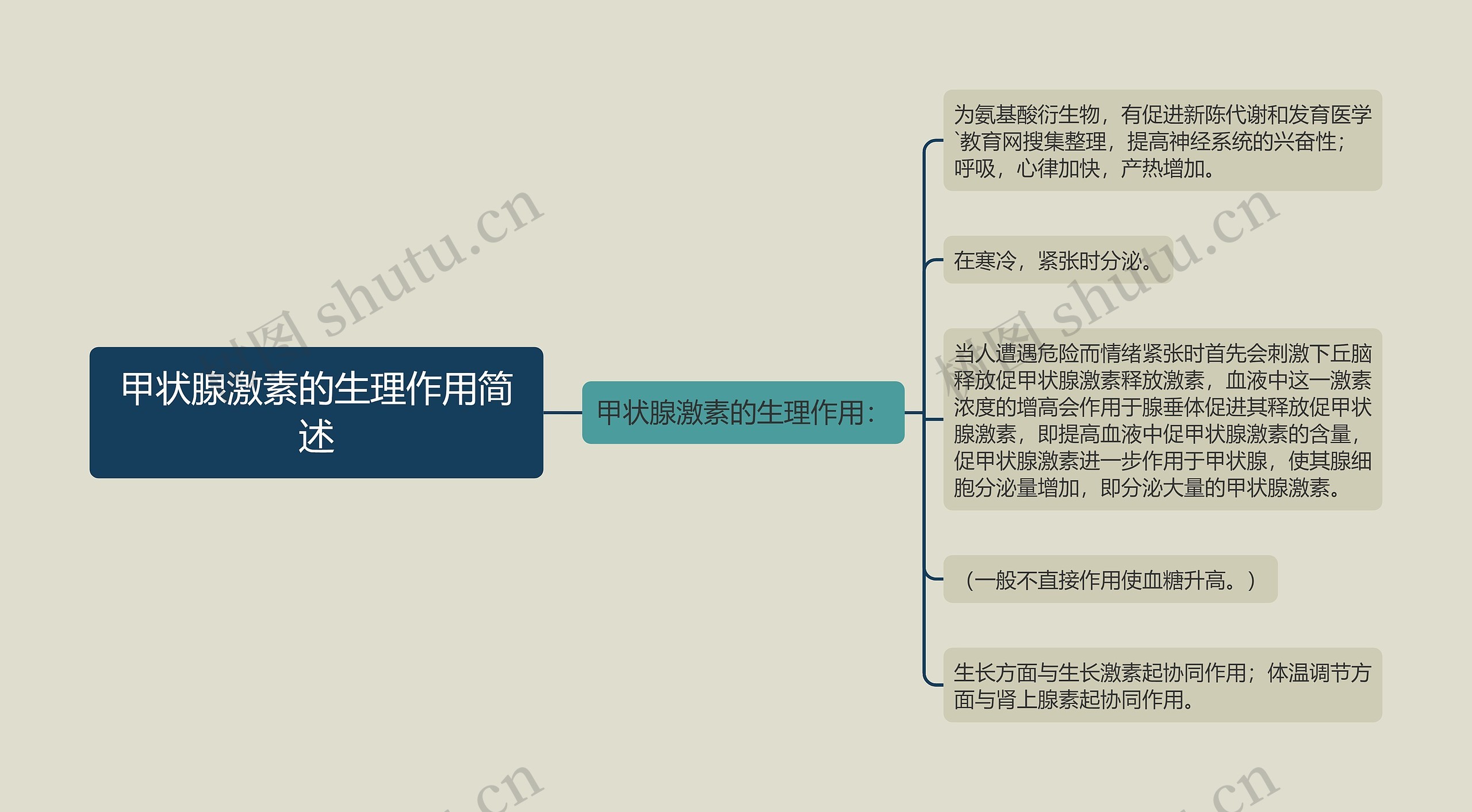 甲状腺激素的生理作用简述思维导图