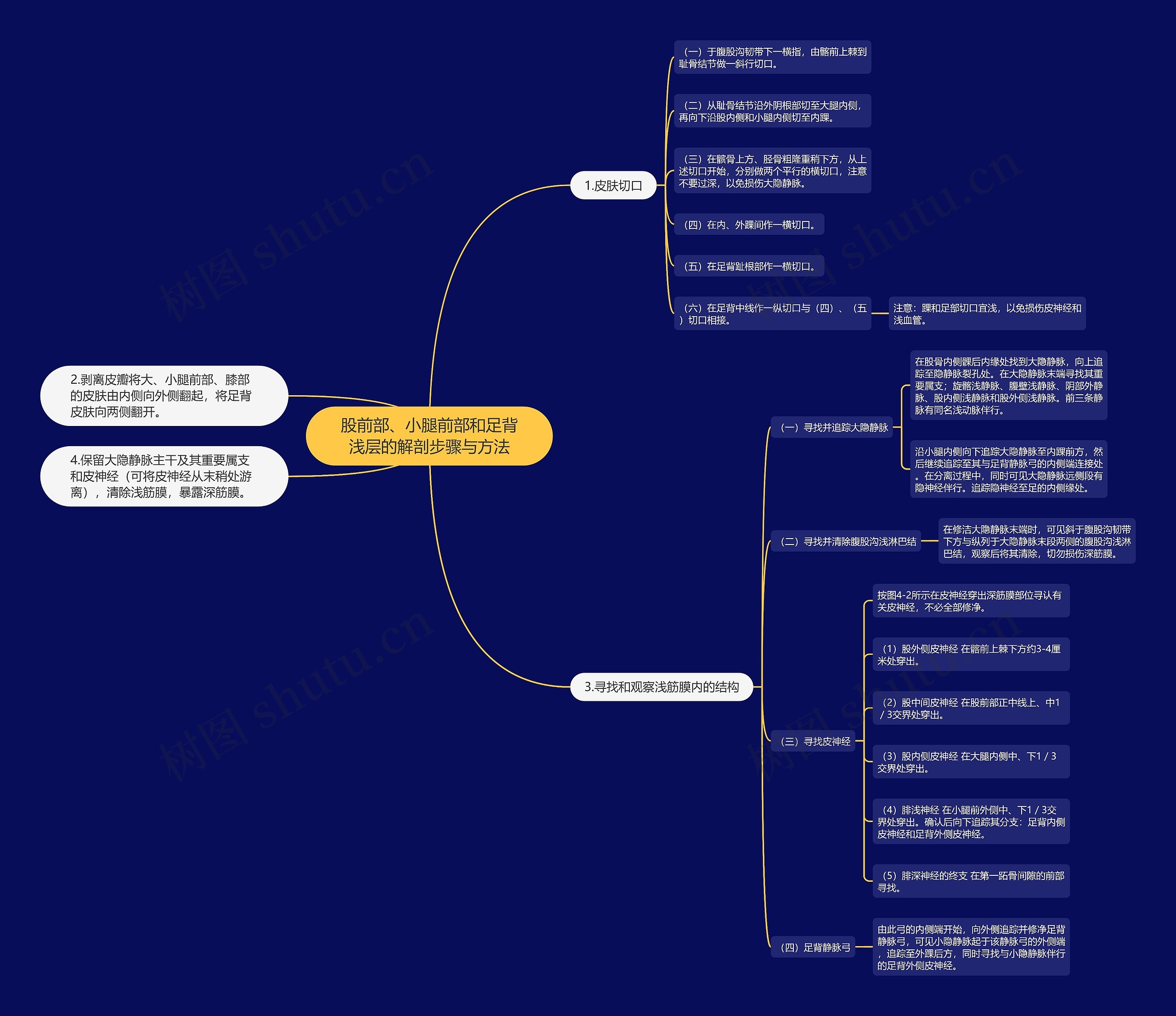 股前部、小腿前部和足背浅层的解剖步骤与方法思维导图