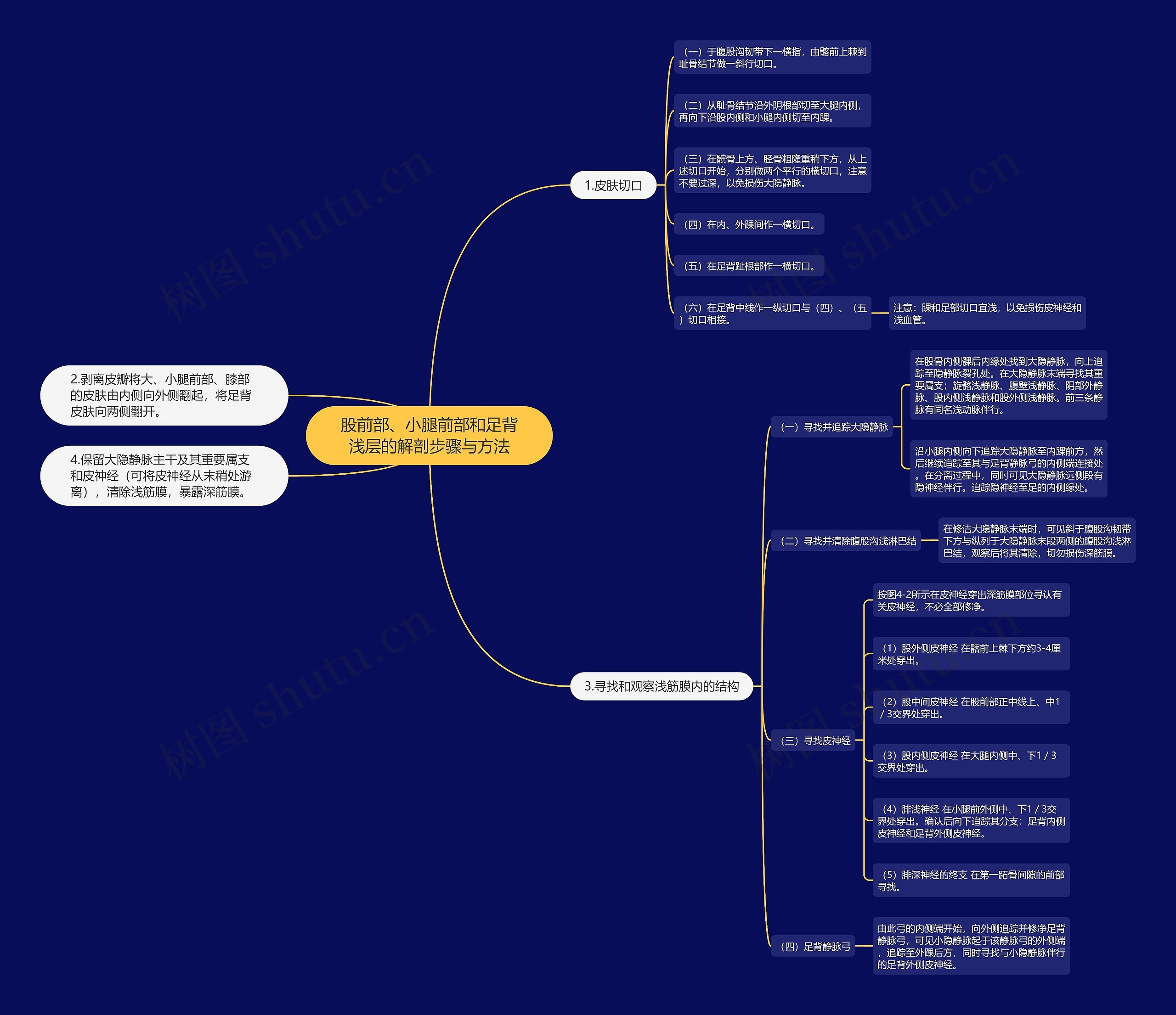 股前部、小腿前部和足背浅层的解剖步骤与方法 股前部、小腿前部和足背浅层的解剖步骤与方法
