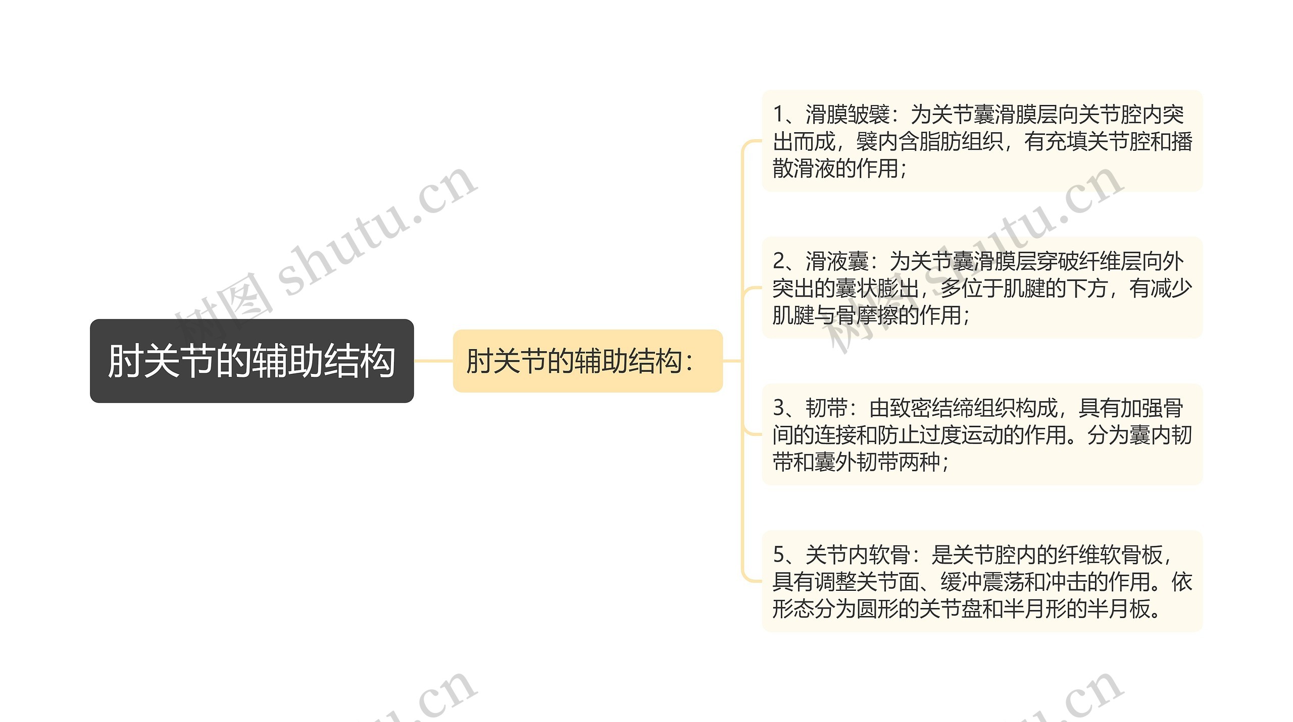 肘关节的辅助结构思维导图