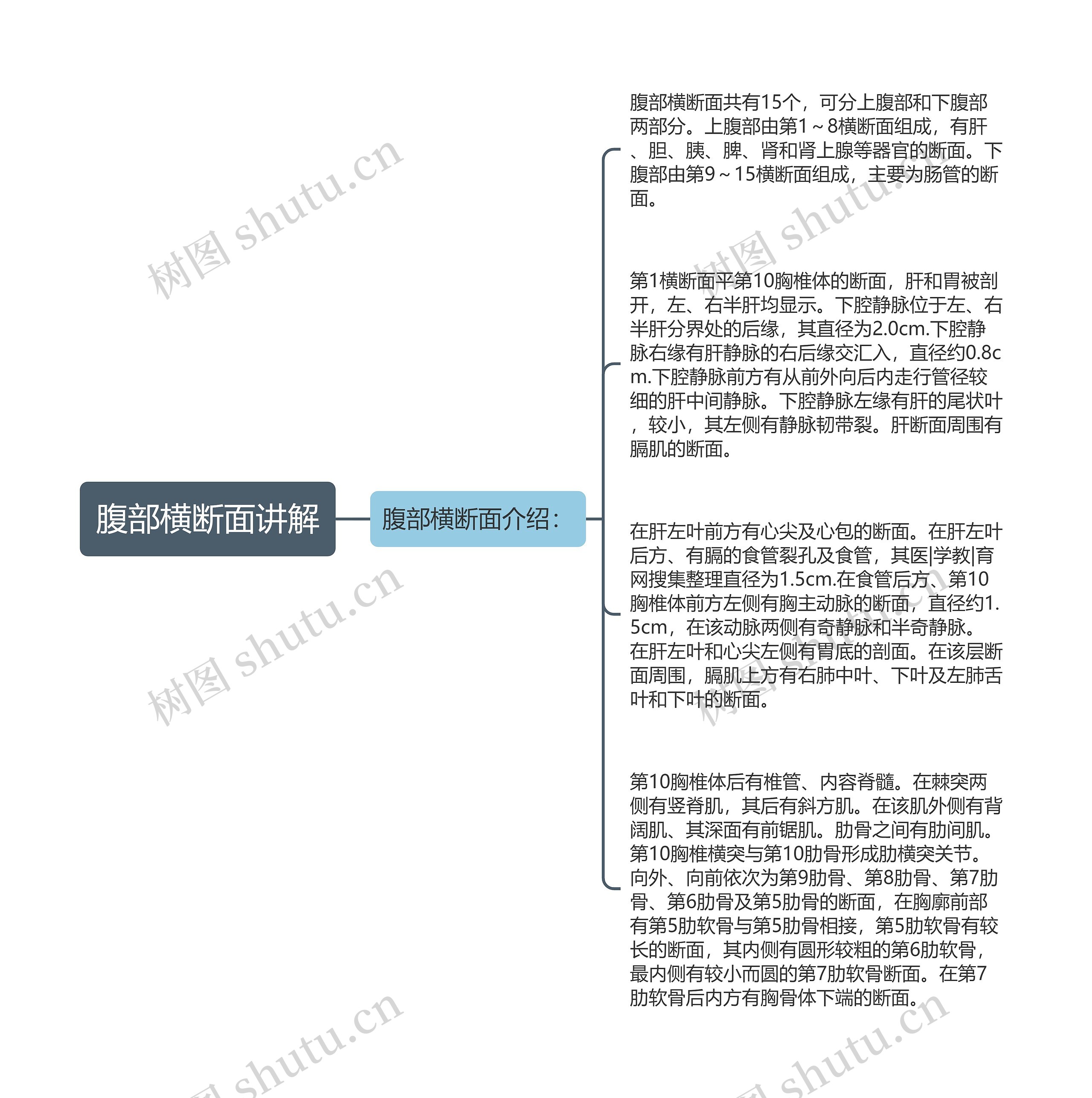 腹部横断面讲解思维导图